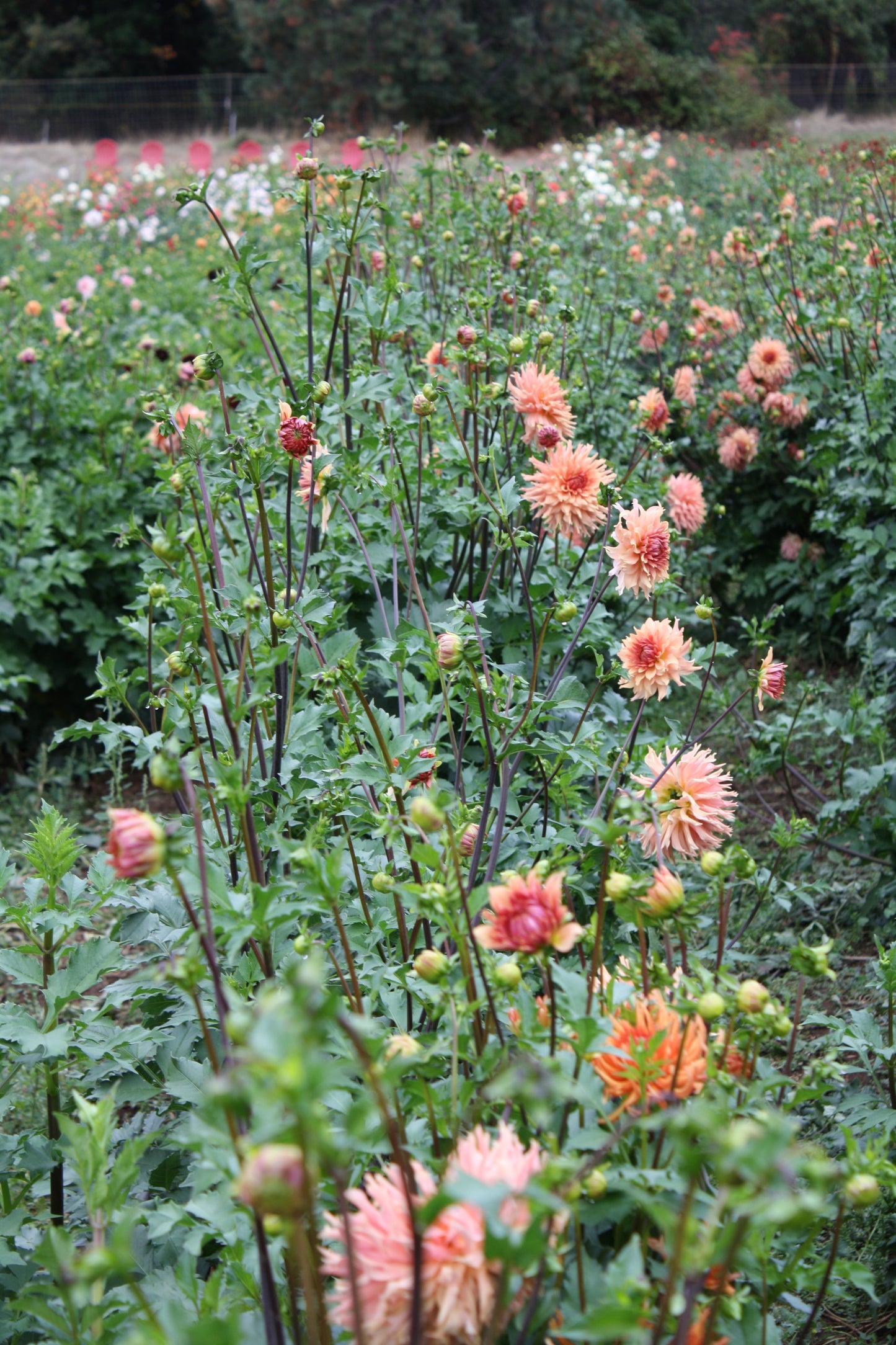 Terracotta Dahlia Tuber