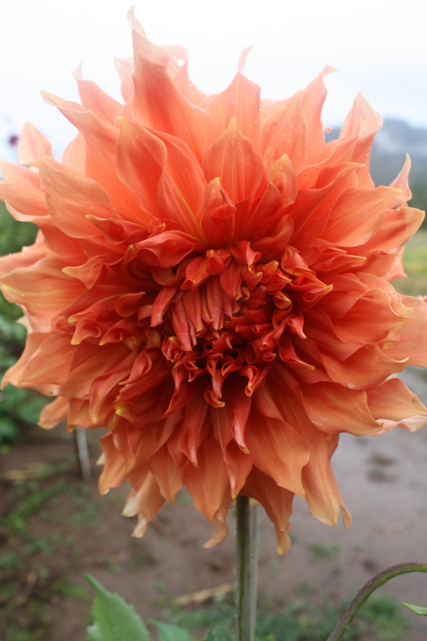 Sierra Glow Dahlia Tuber
