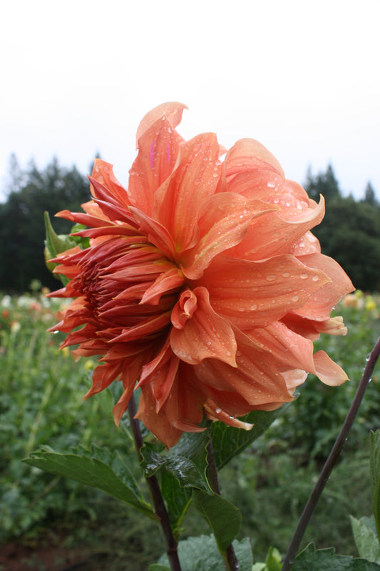 Sierra Glow Dahlia Tuber