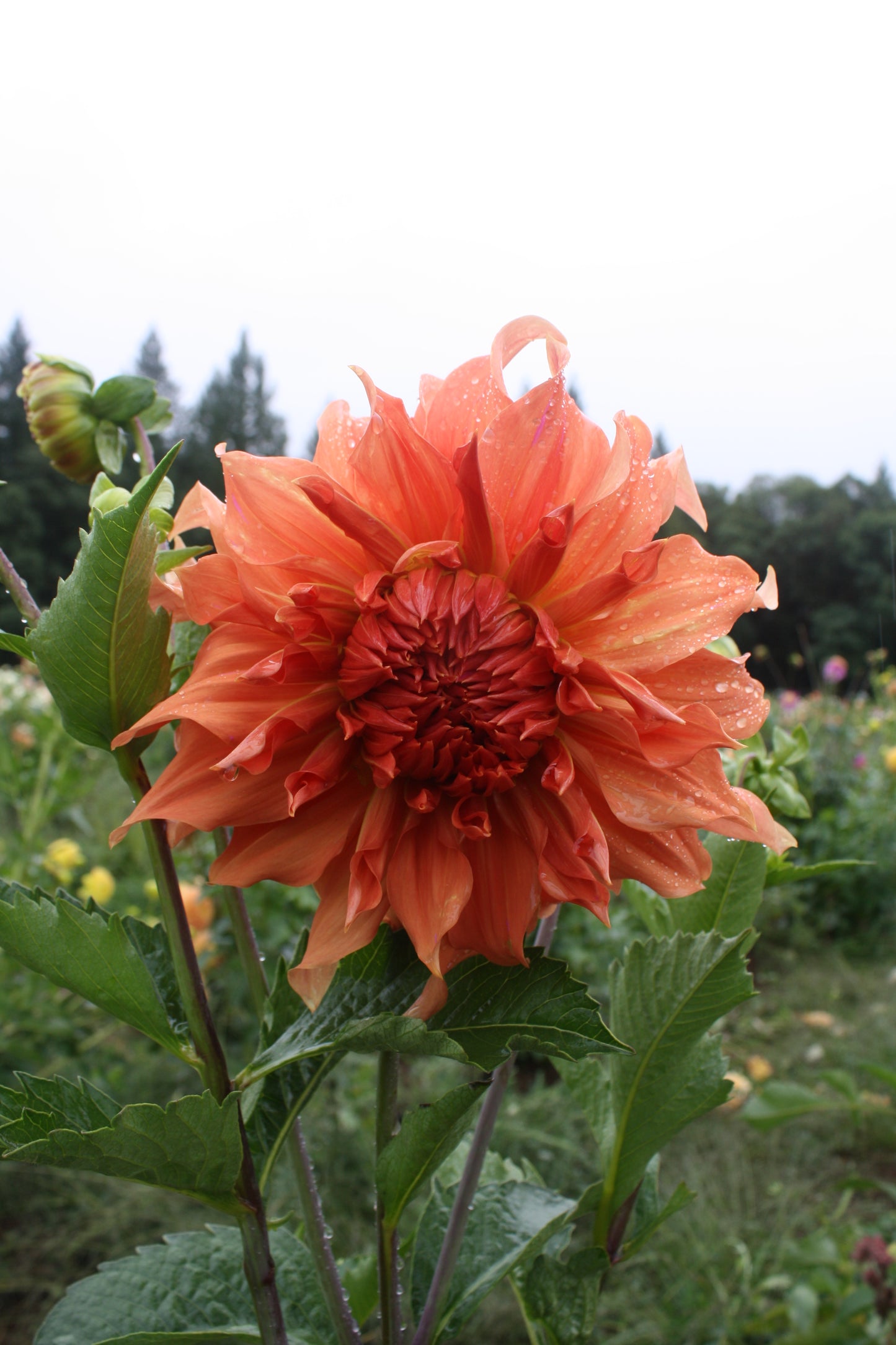 Sierra Glow Dahlia Tuber