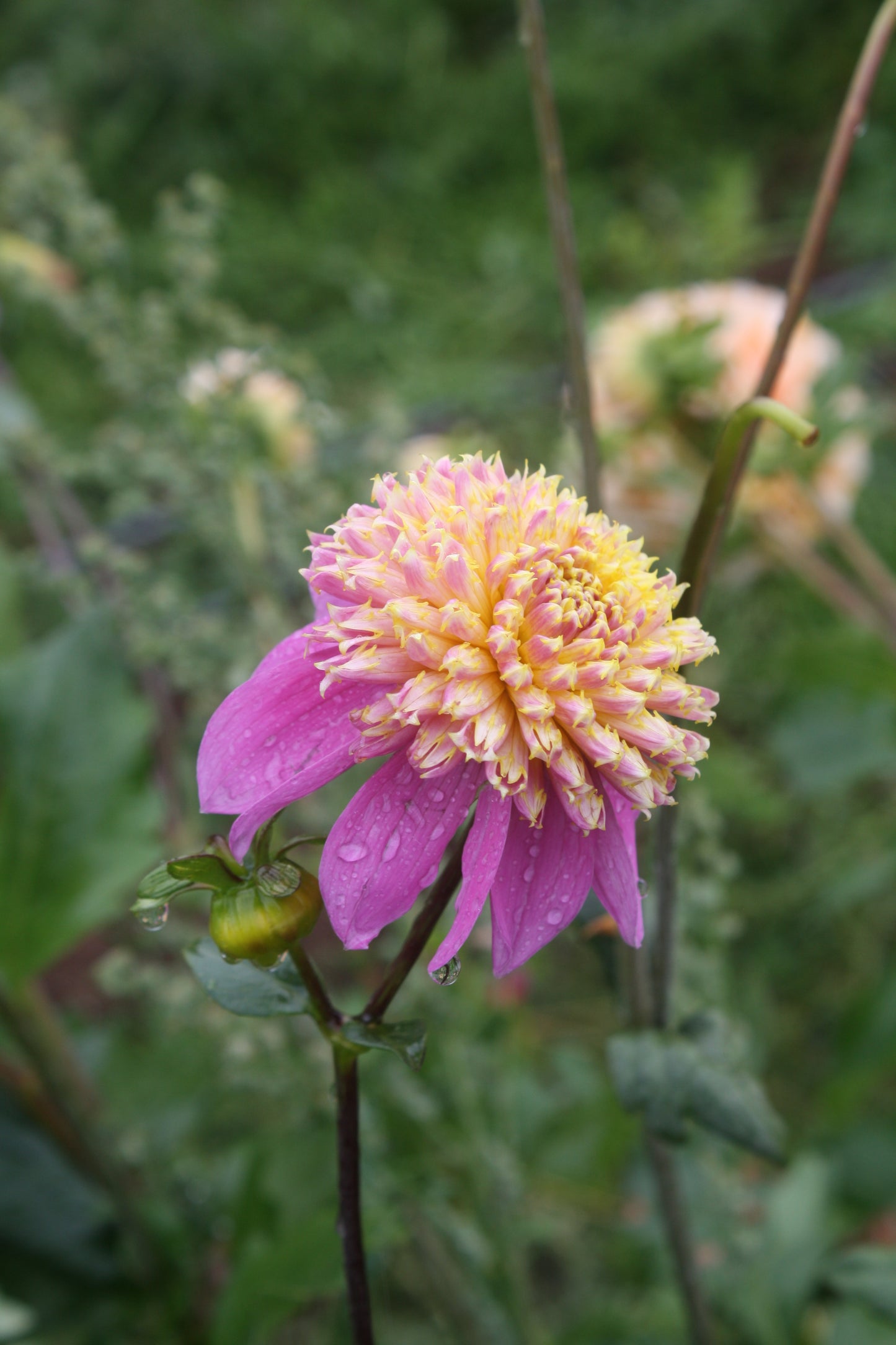 Bloomquist Ginnie Dahlia Tuber