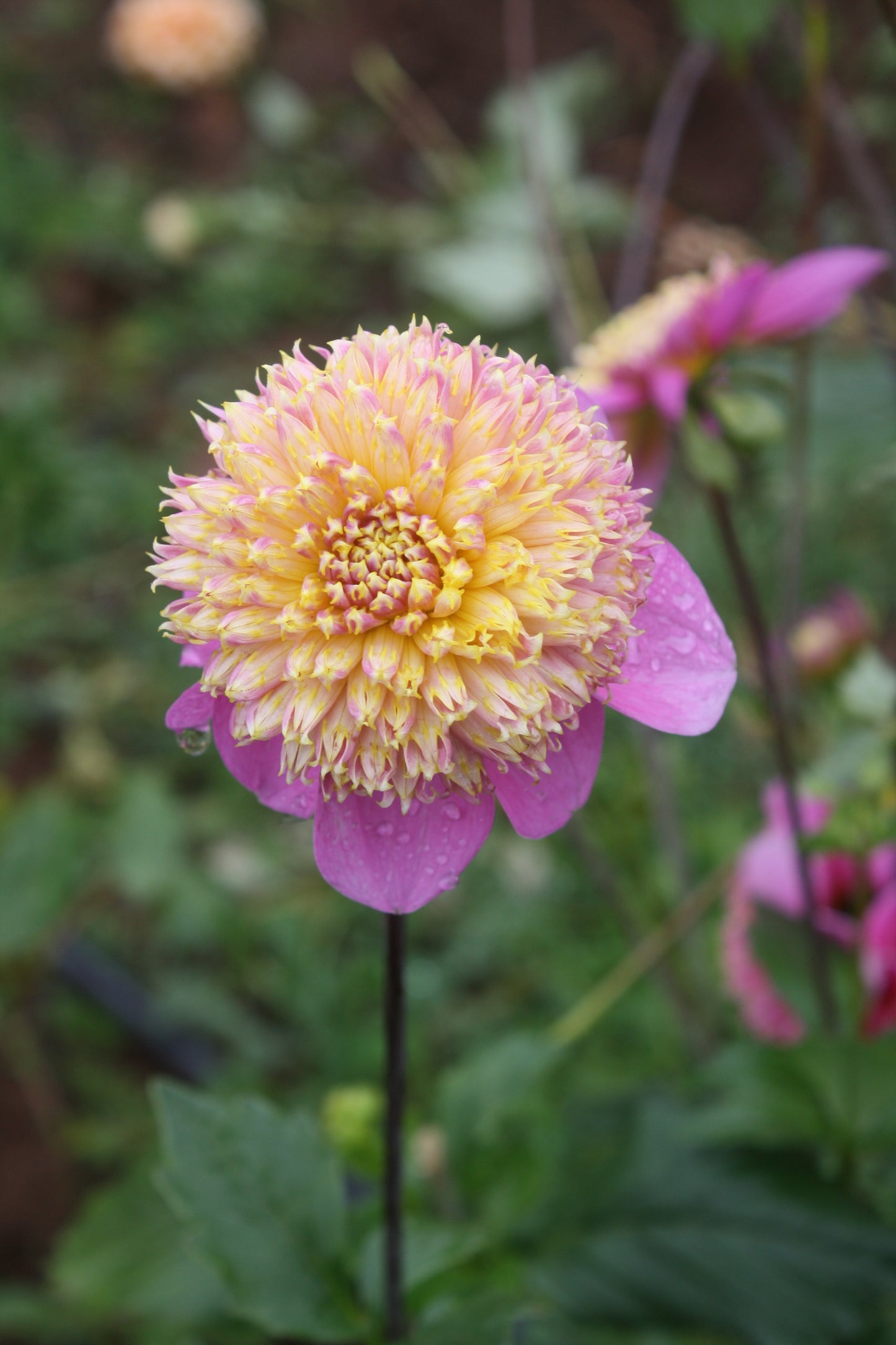 Bloomquist Ginnie Dahlia Tuber