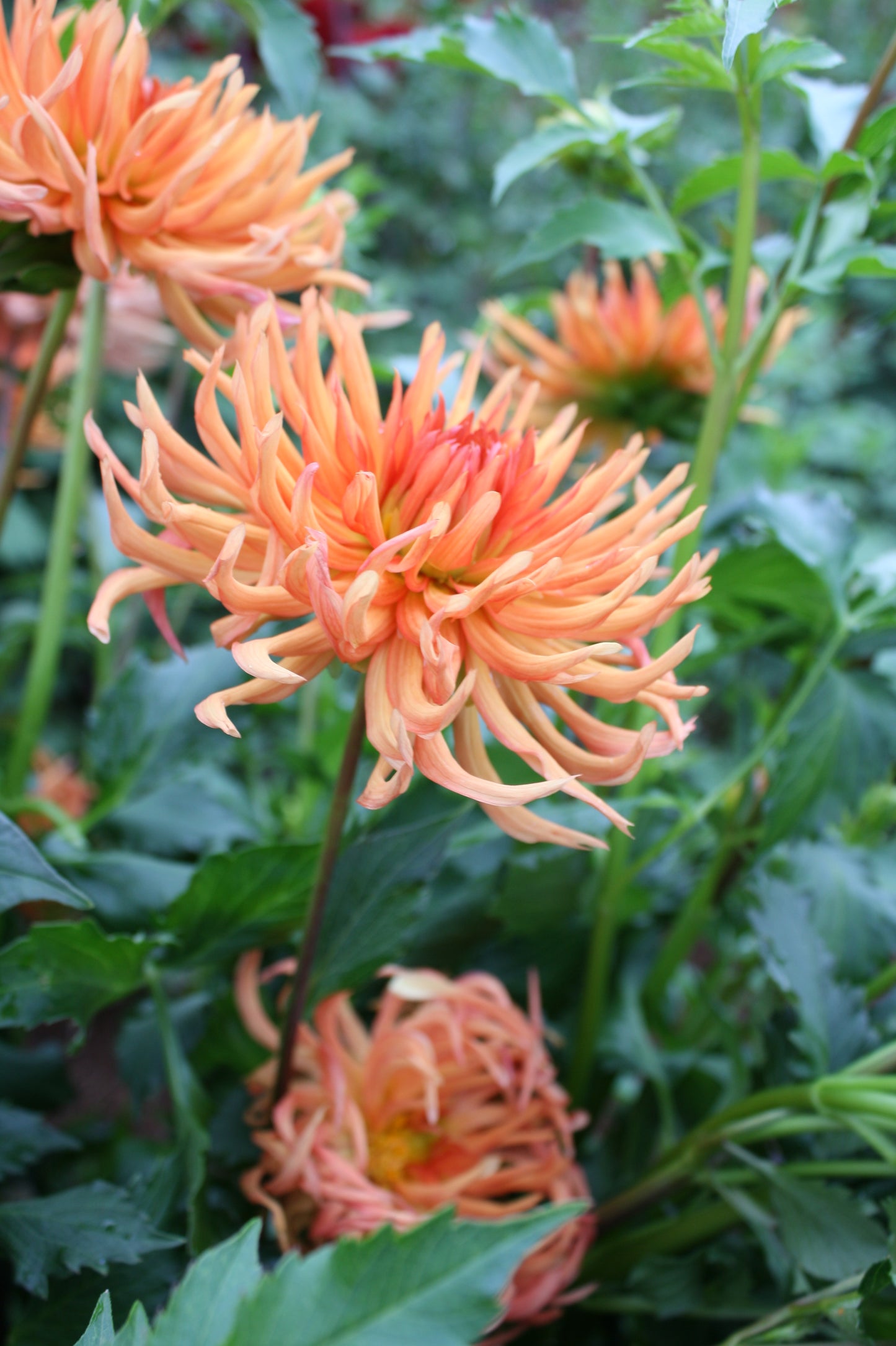 Bed Head Dahlia Tuber