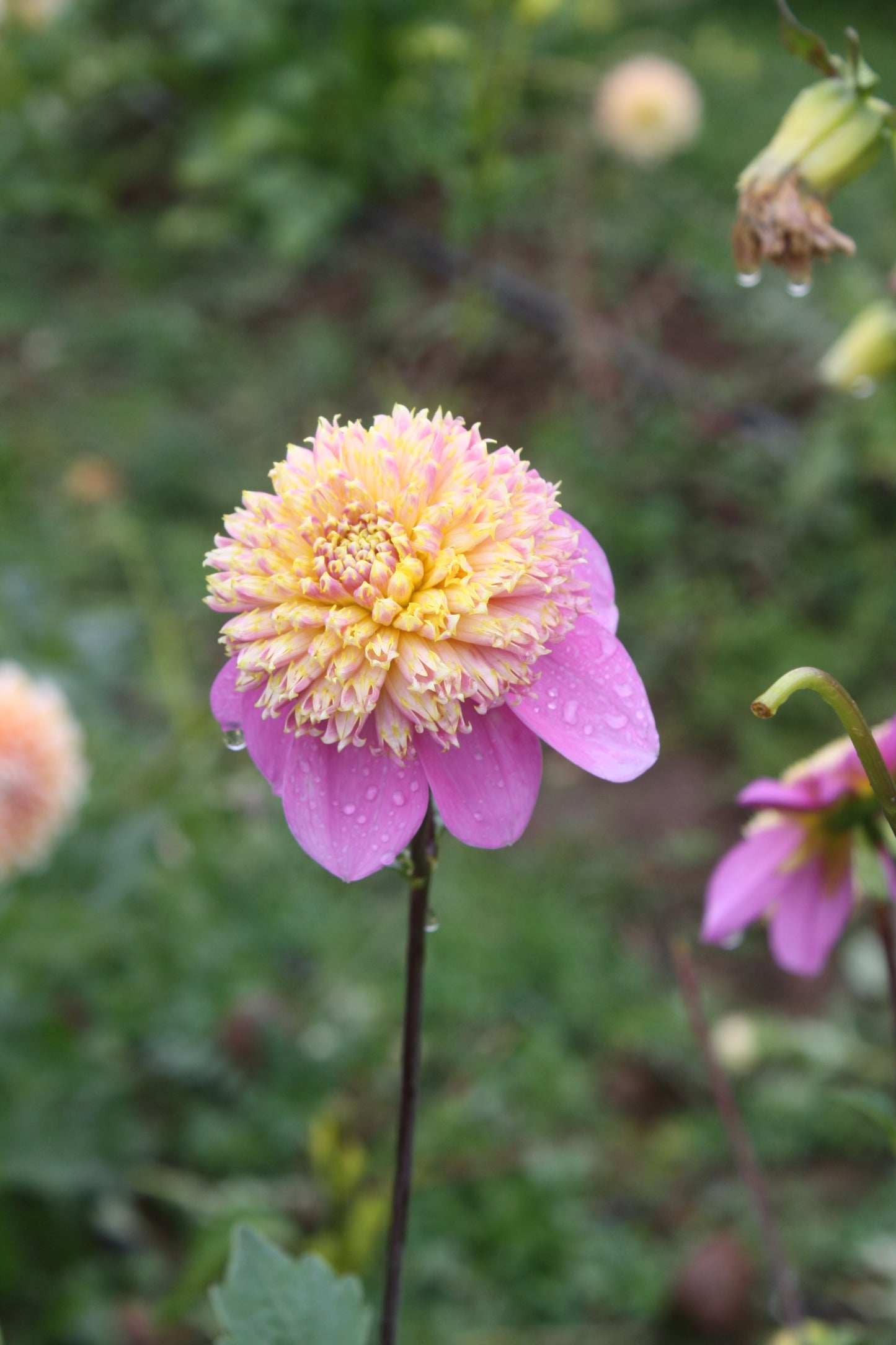 Bloomquist Ginnie Dahlia Tuber