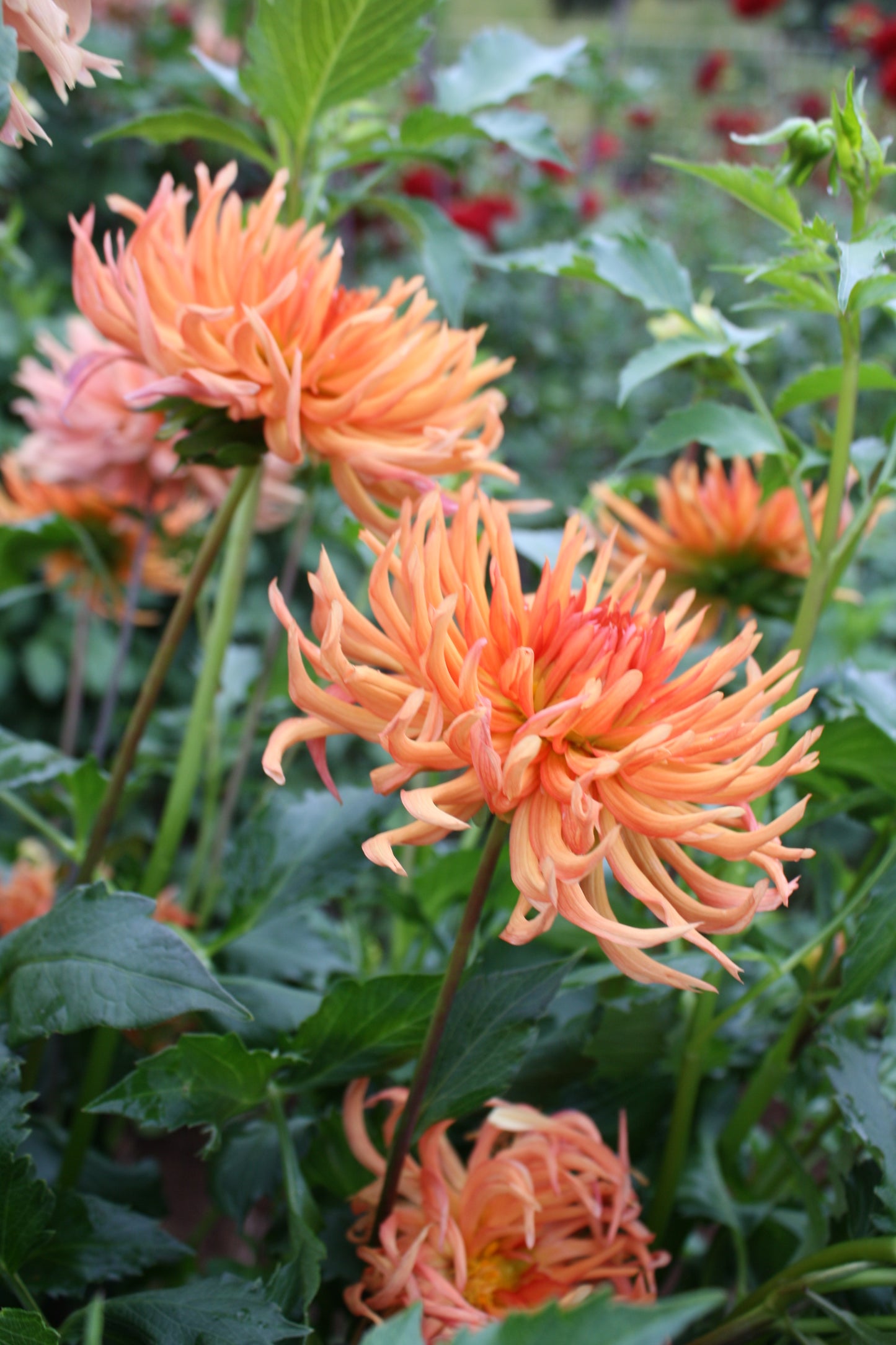 Bed Head Dahlia Tuber
