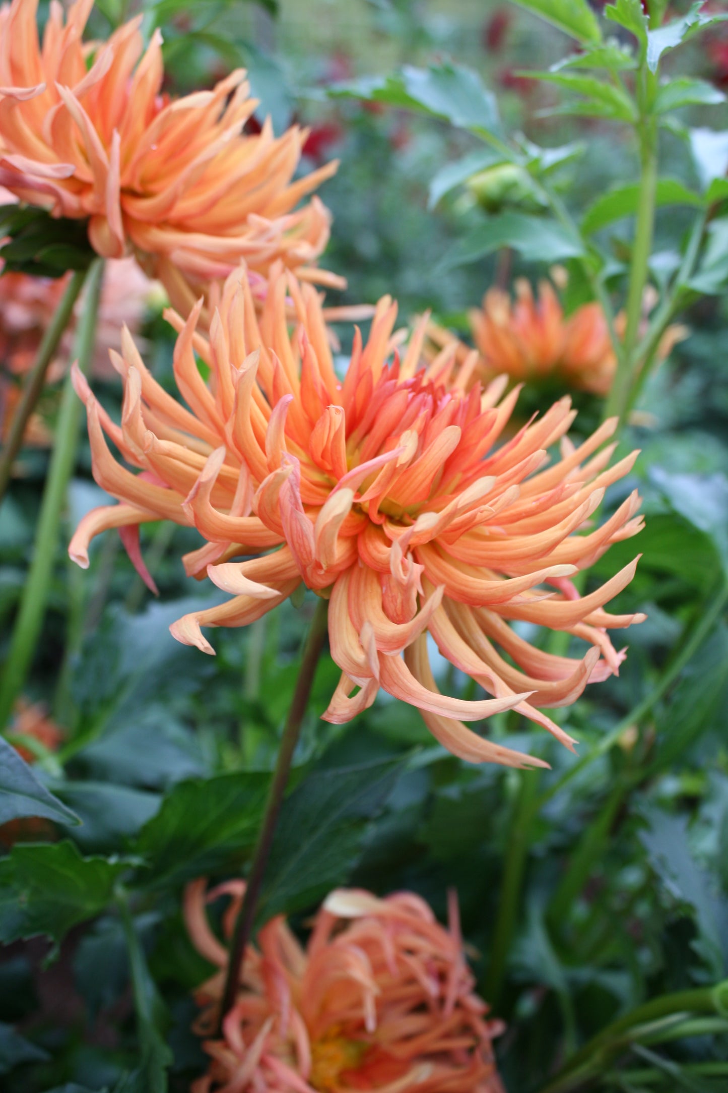 Bed Head Dahlia Tuber