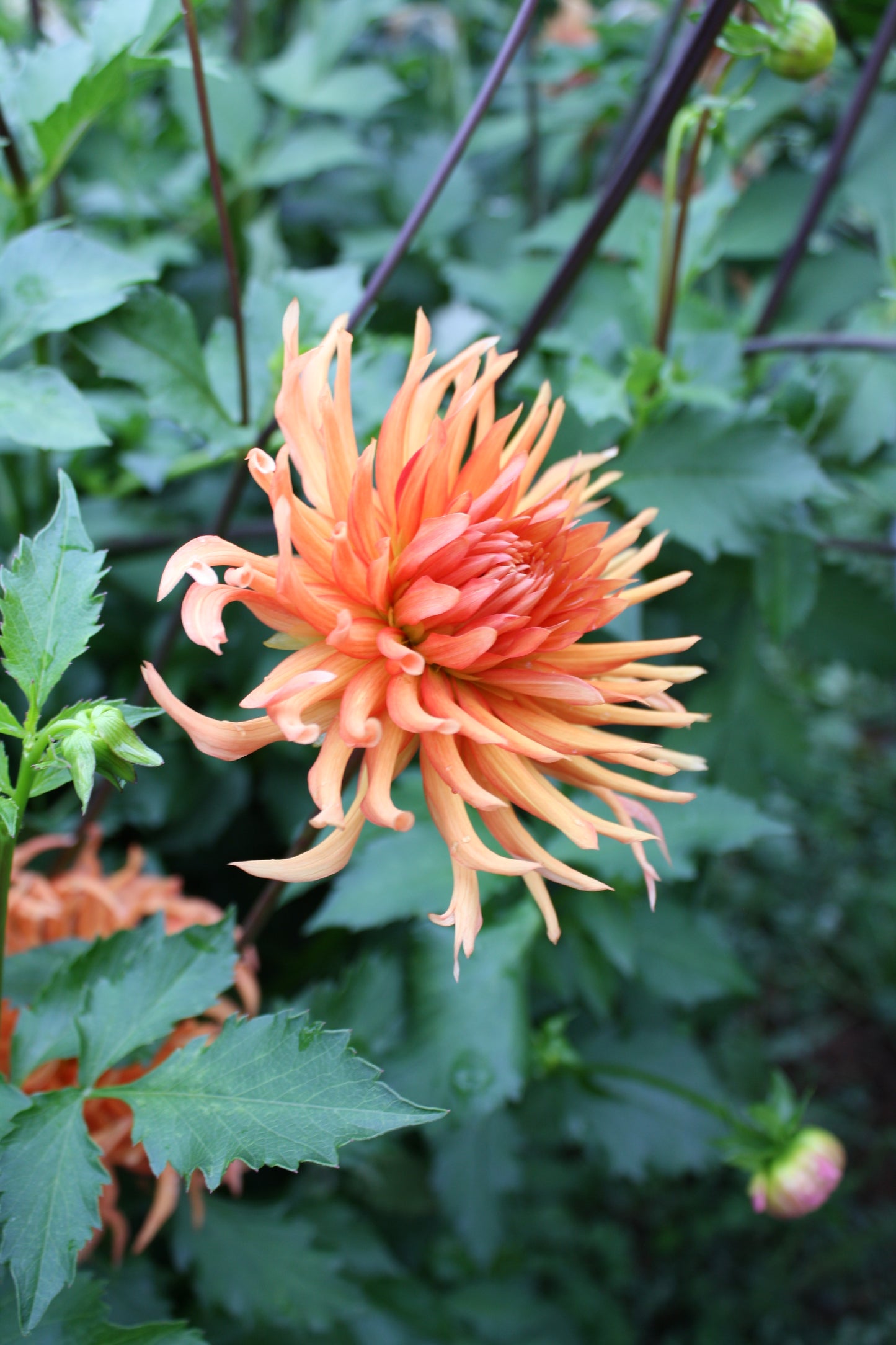 Bed Head Dahlia Tuber