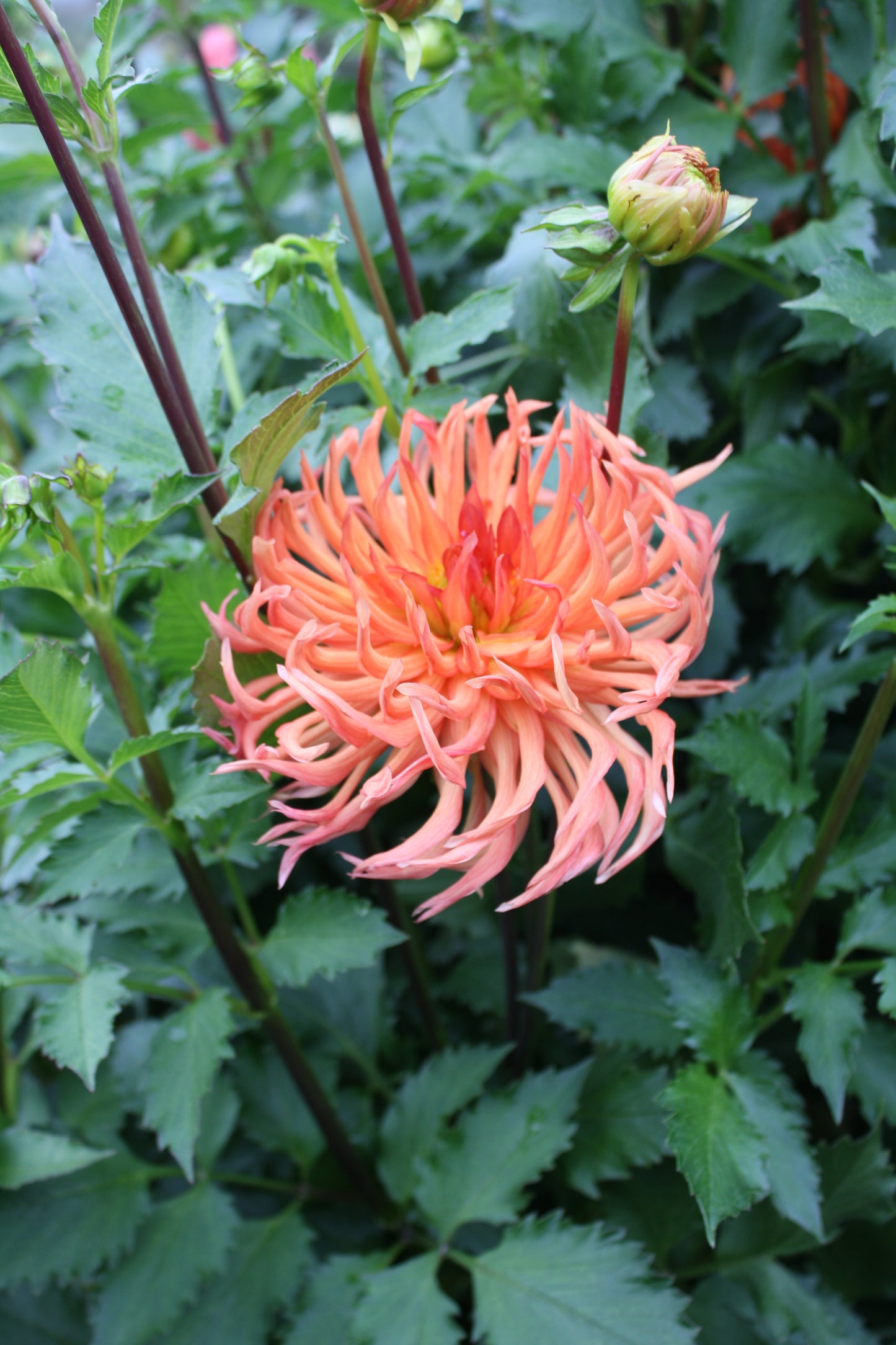 Bed Head Dahlia Tuber