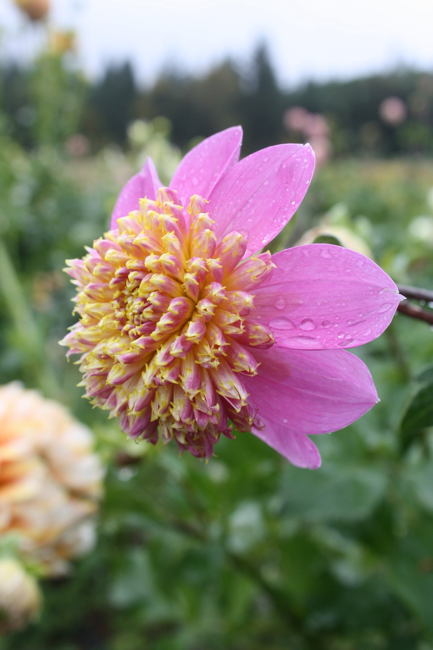 Bloomquist Ginnie Dahlia Tuber