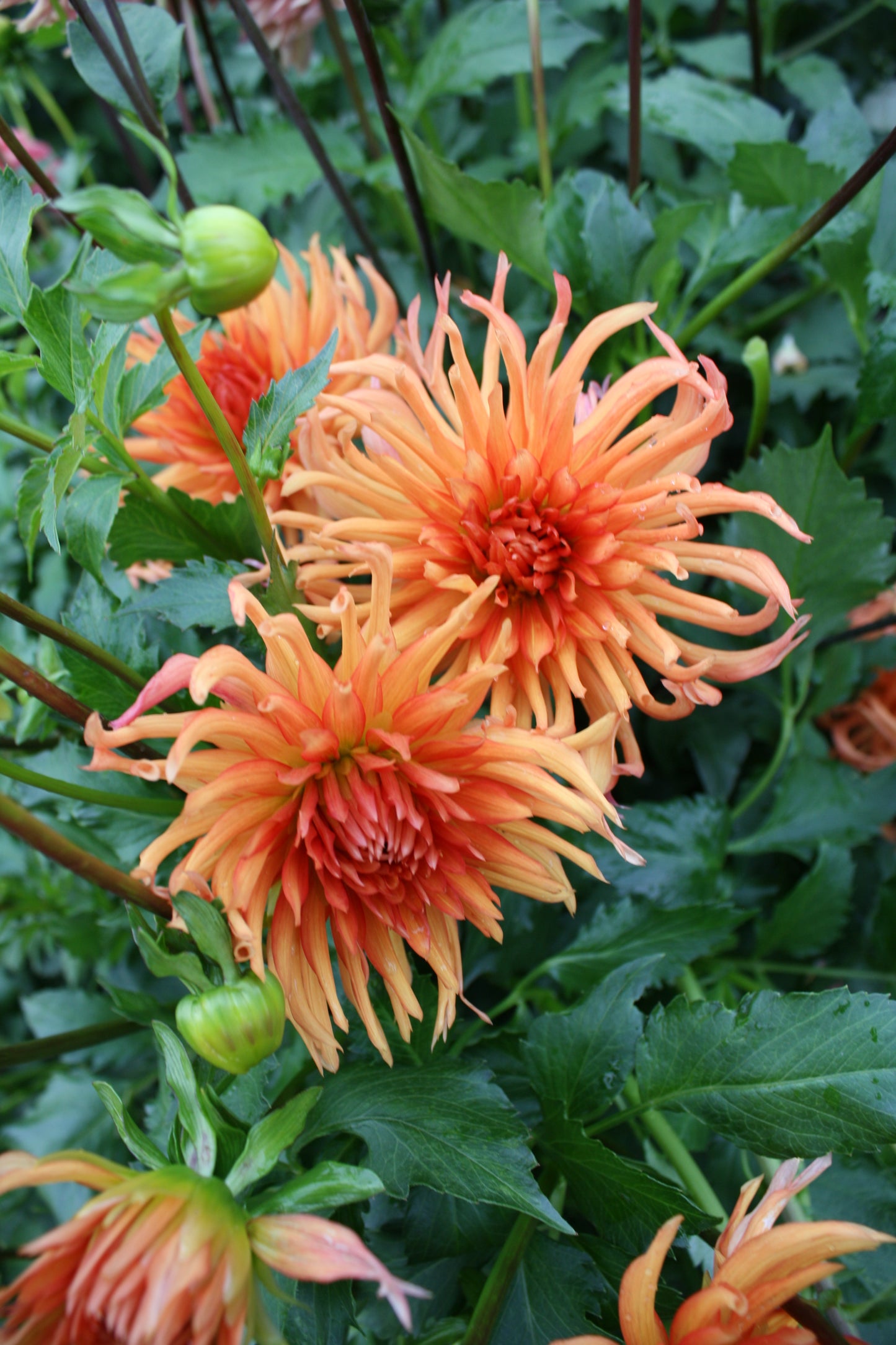 Bed Head Dahlia Tuber