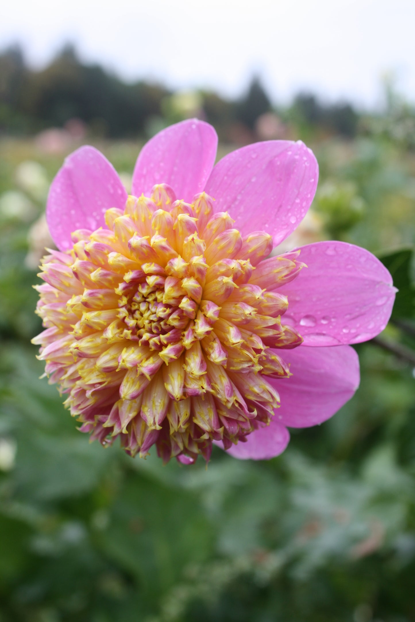 Bloomquist Ginnie Dahlia Tuber
