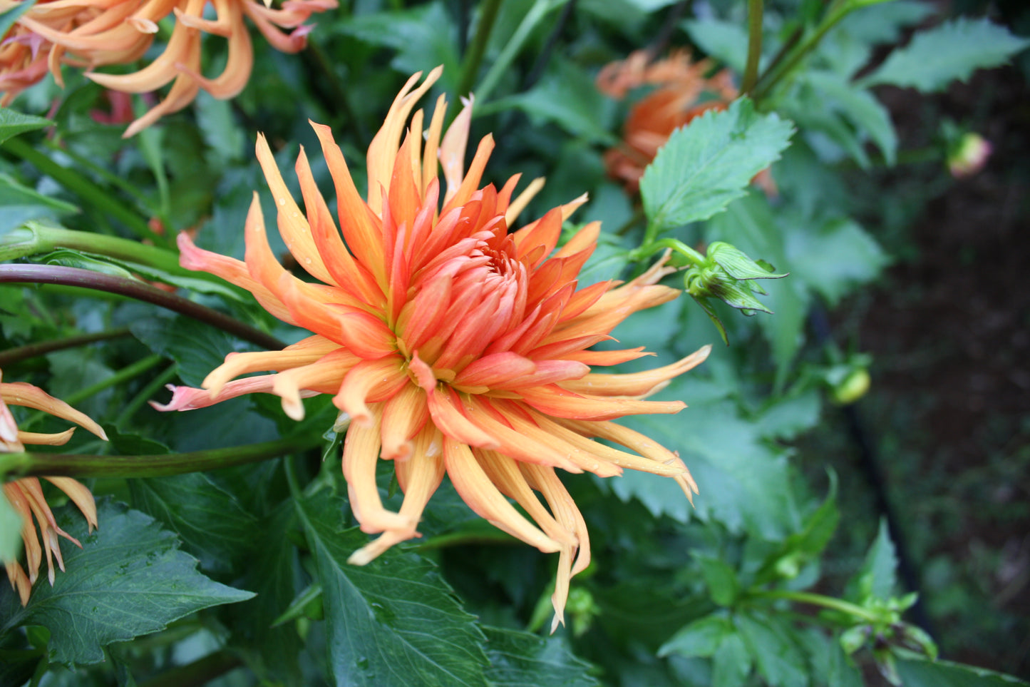 Bed Head Dahlia Tuber