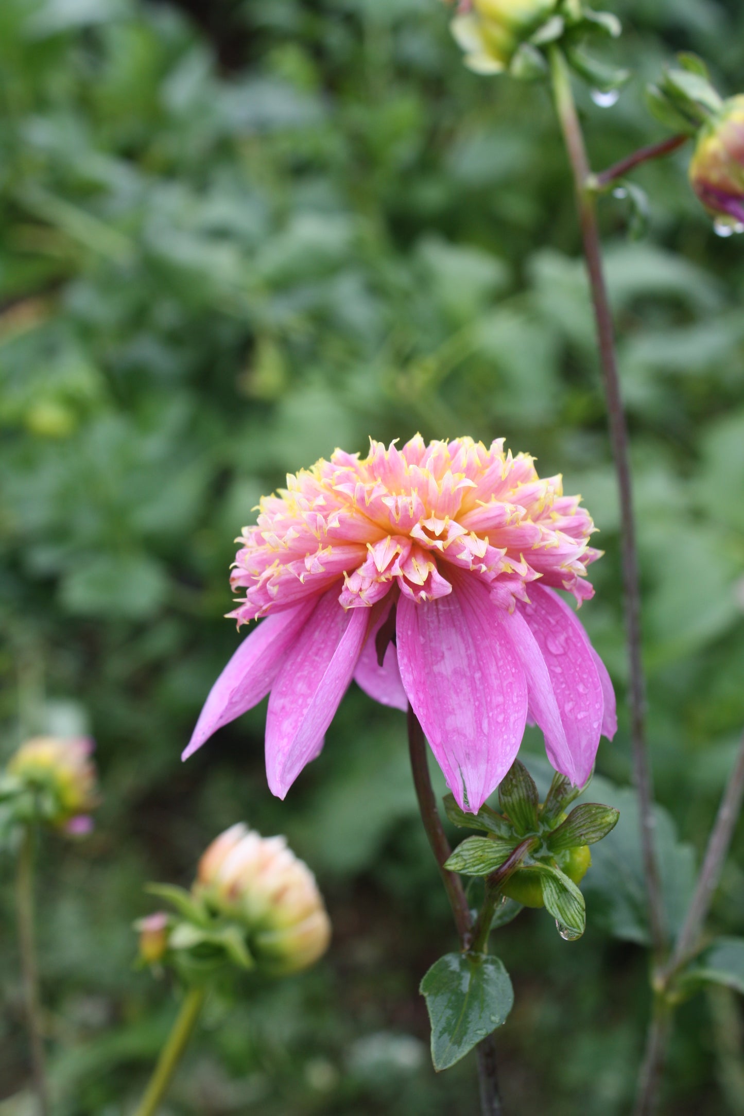 Bloomquist Ginnie Dahlia Tuber