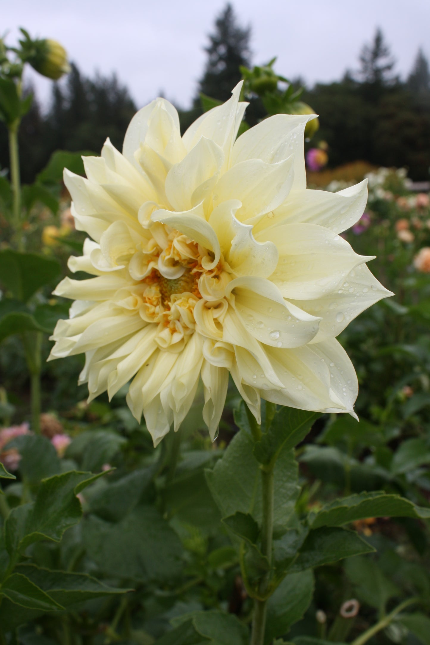 Cafe au Lait Supreme Dahlia Tuber