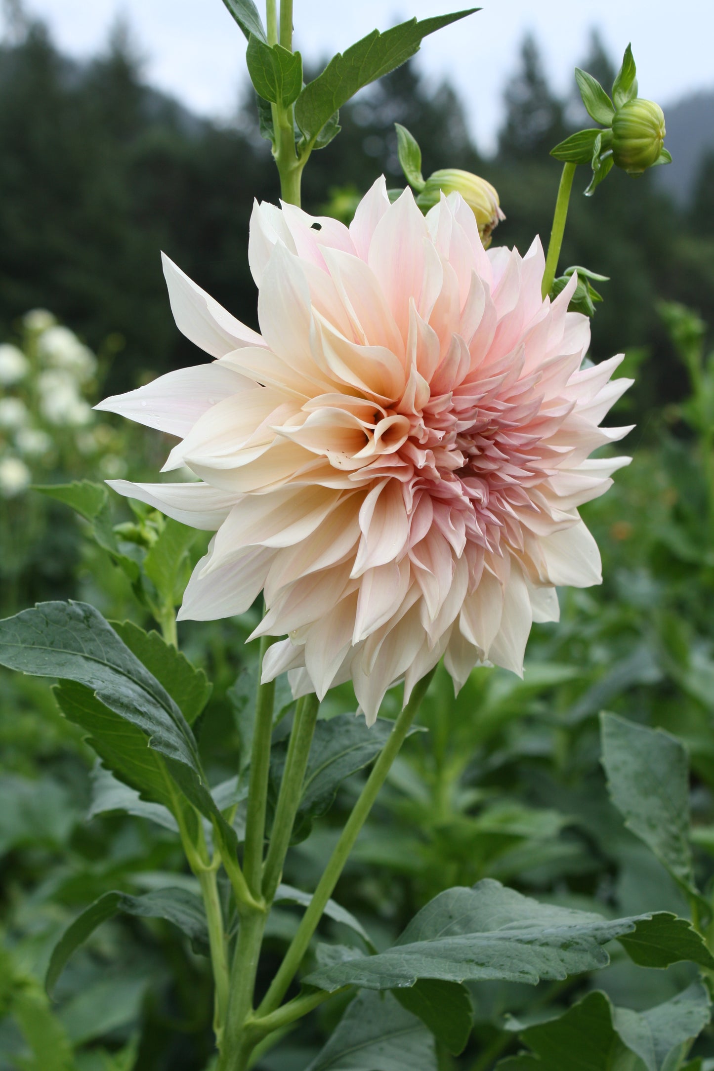 Cafe au Lait Dahlia Tuber