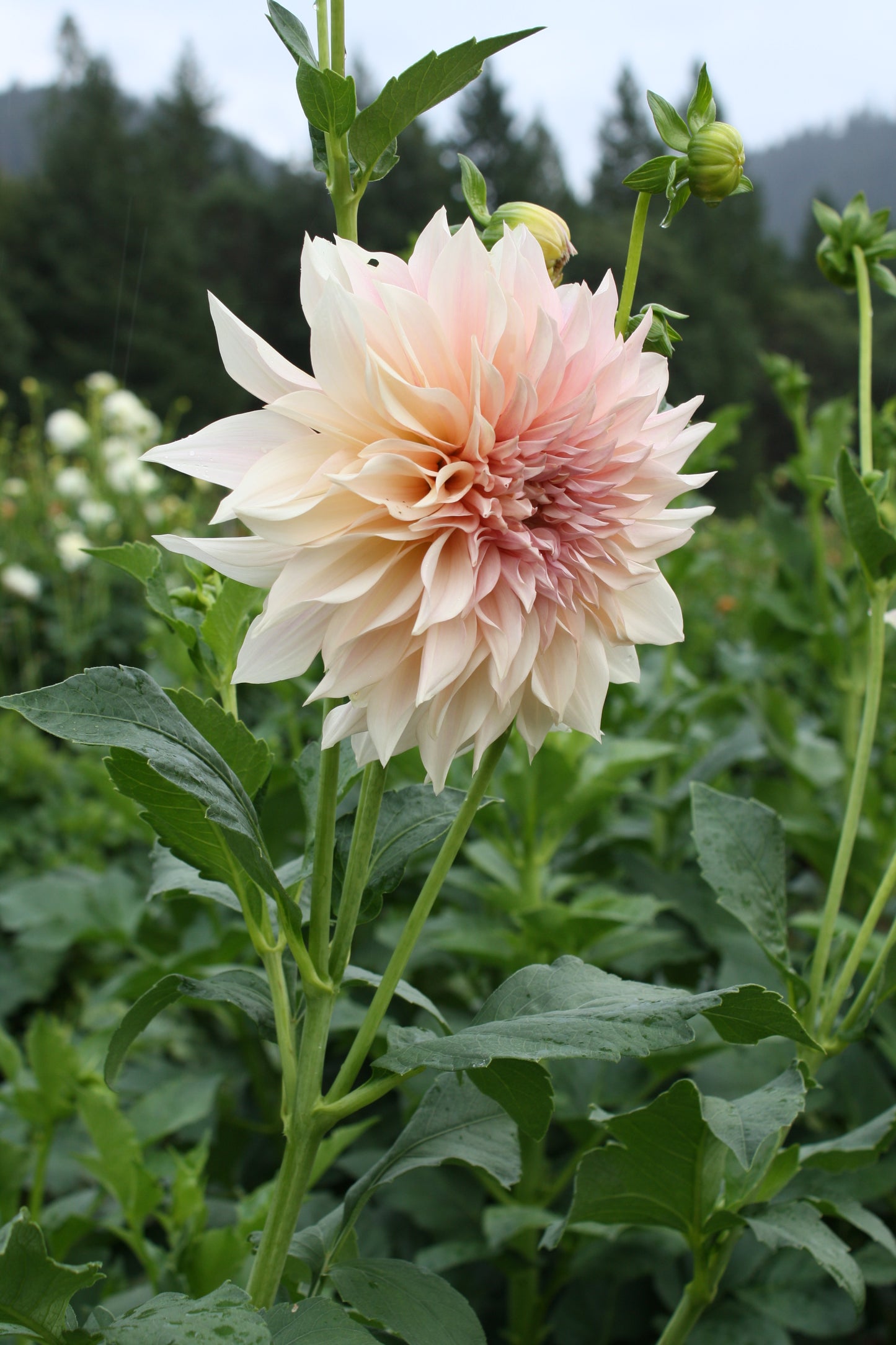 Cafe au Lait Dahlia Tuber