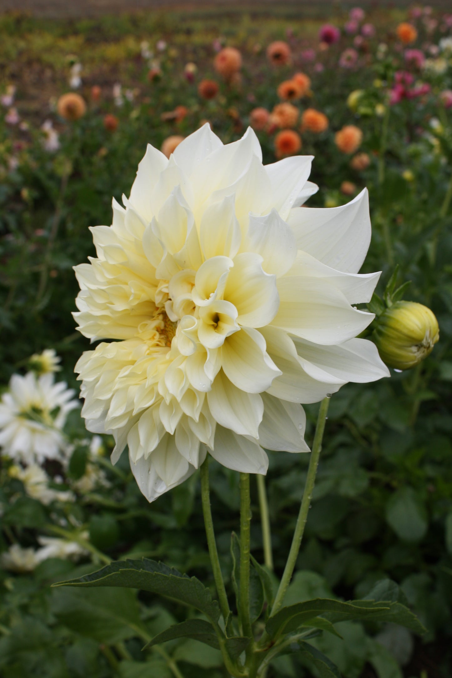 Cafe au Lait Supreme Dahlia Tuber