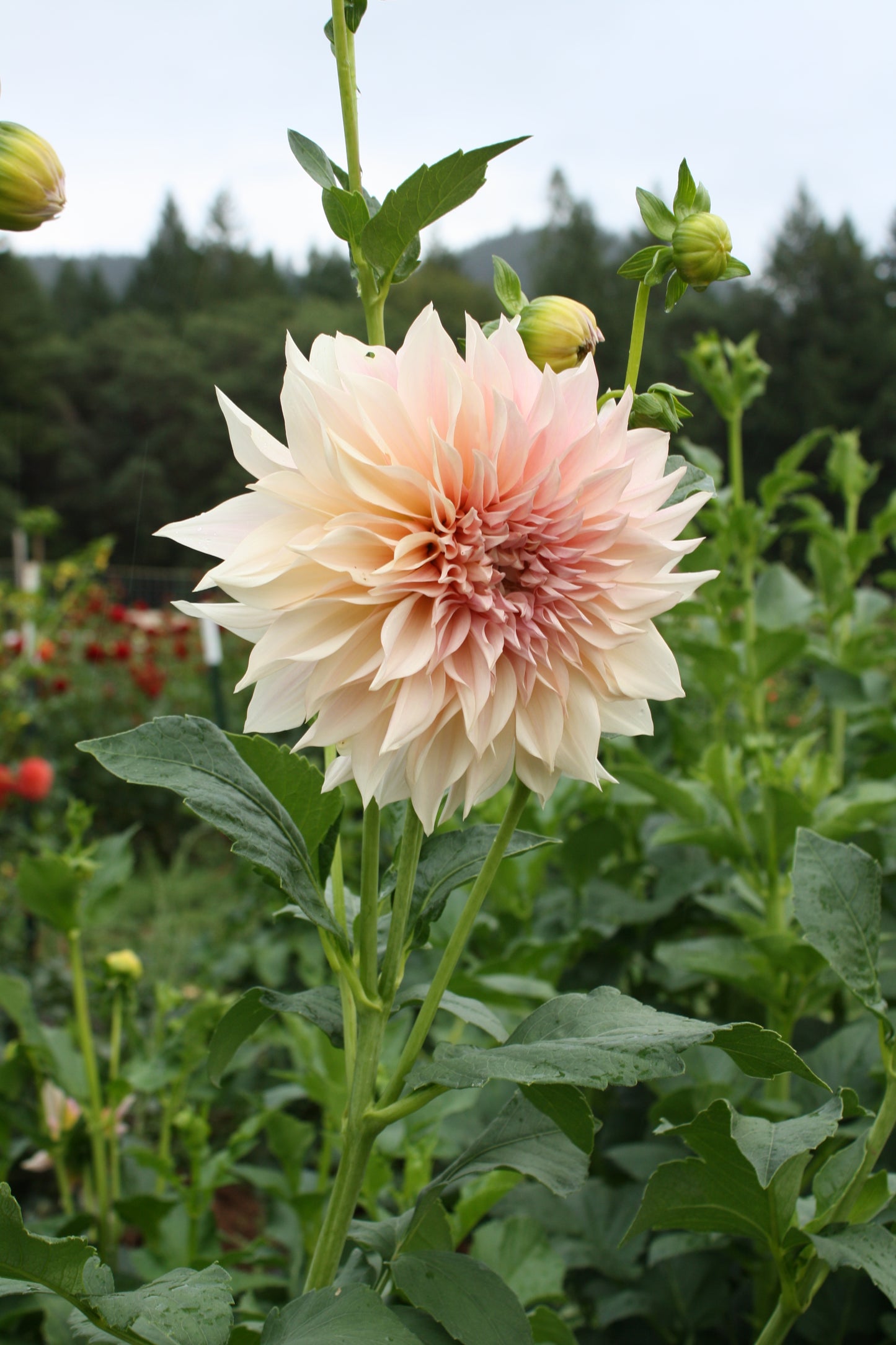 Cafe au Lait Dahlia Tuber