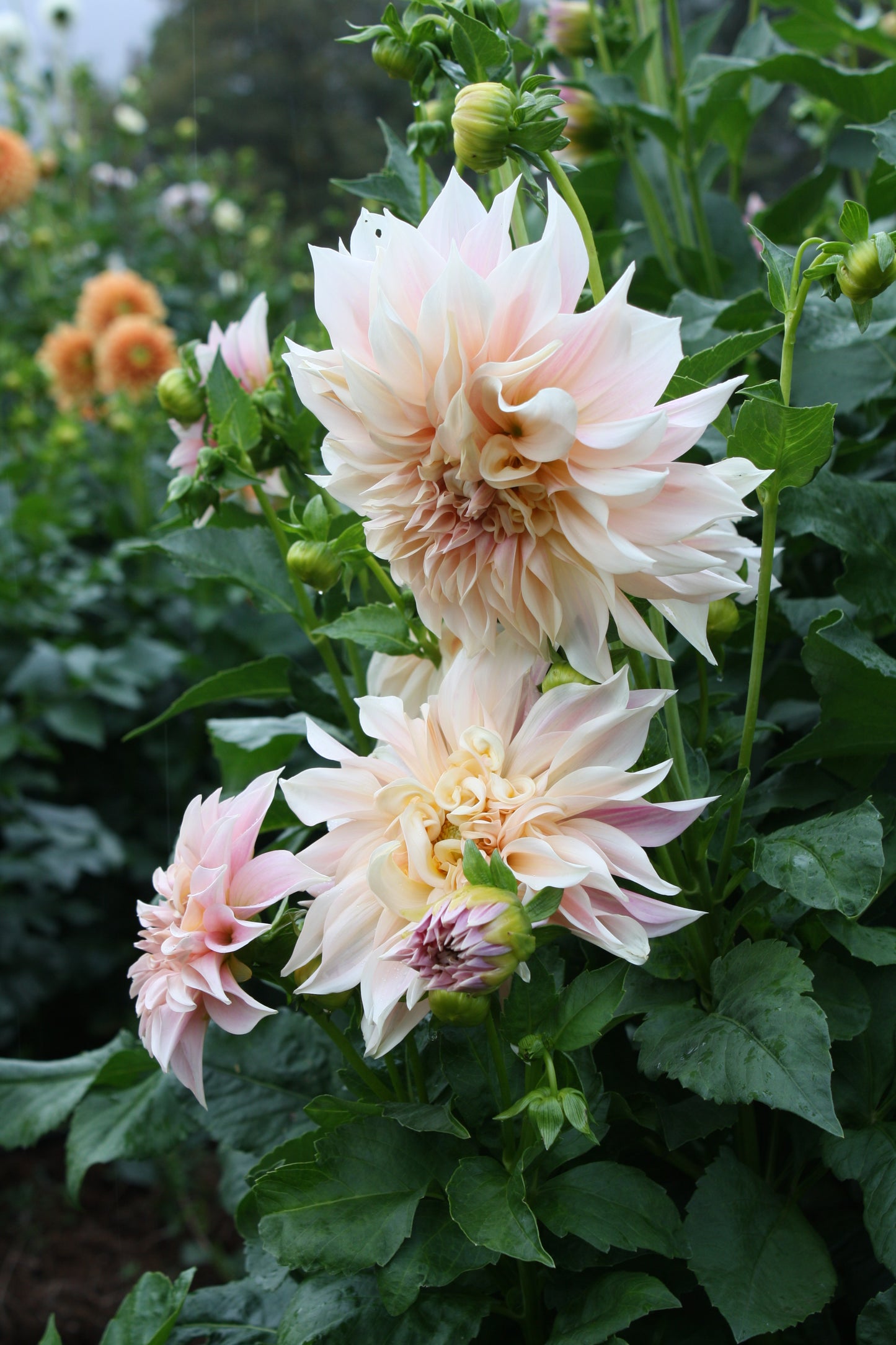 Cafe au Lait Dahlia Tuber