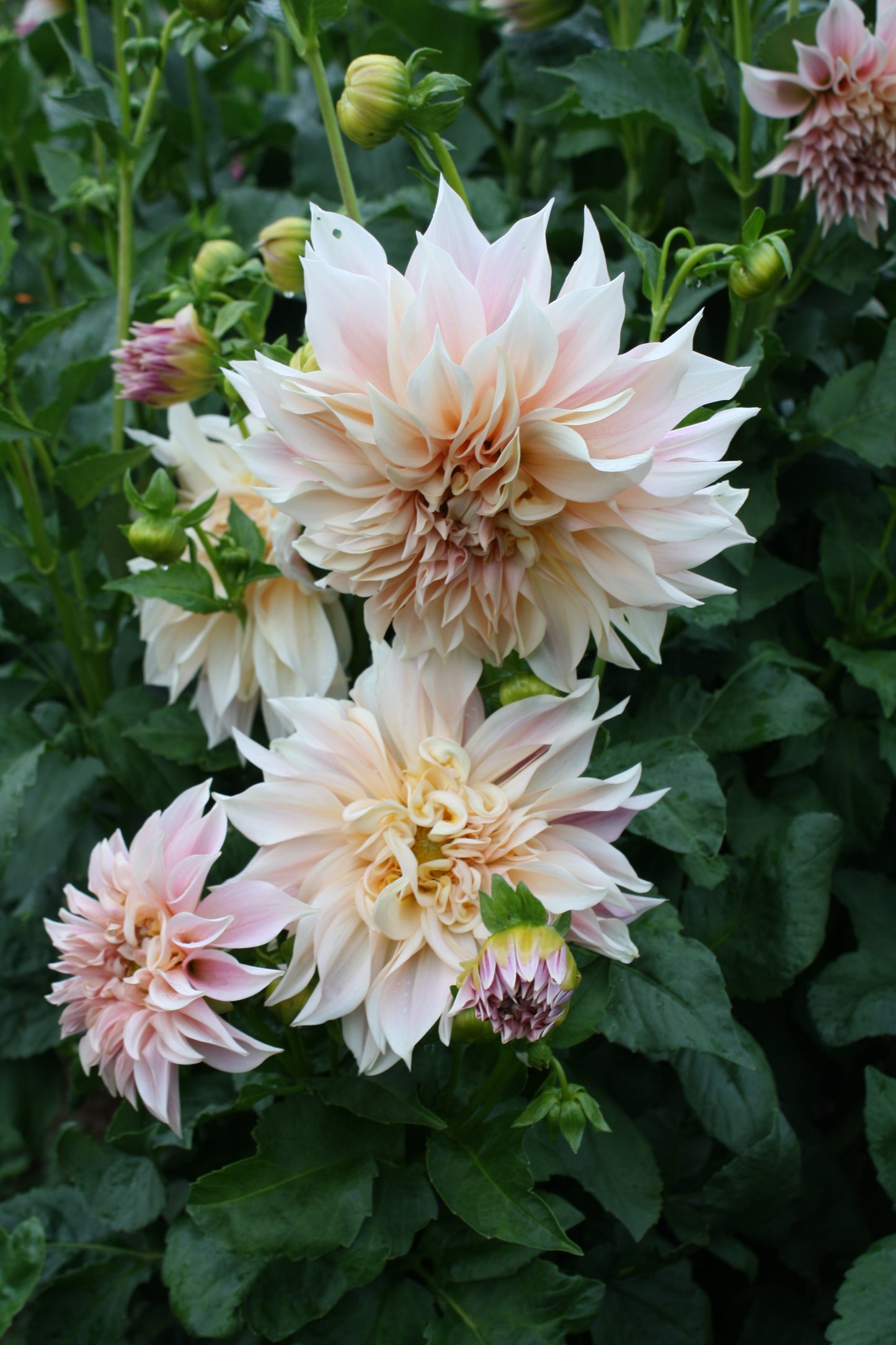 Cafe au Lait Dahlia Tuber