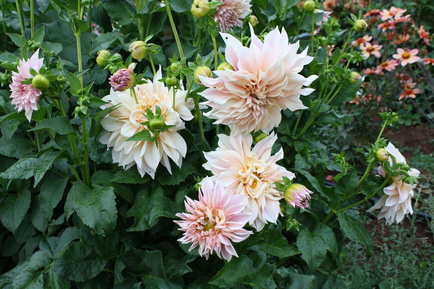 Cafe au Lait Dahlia Tuber
