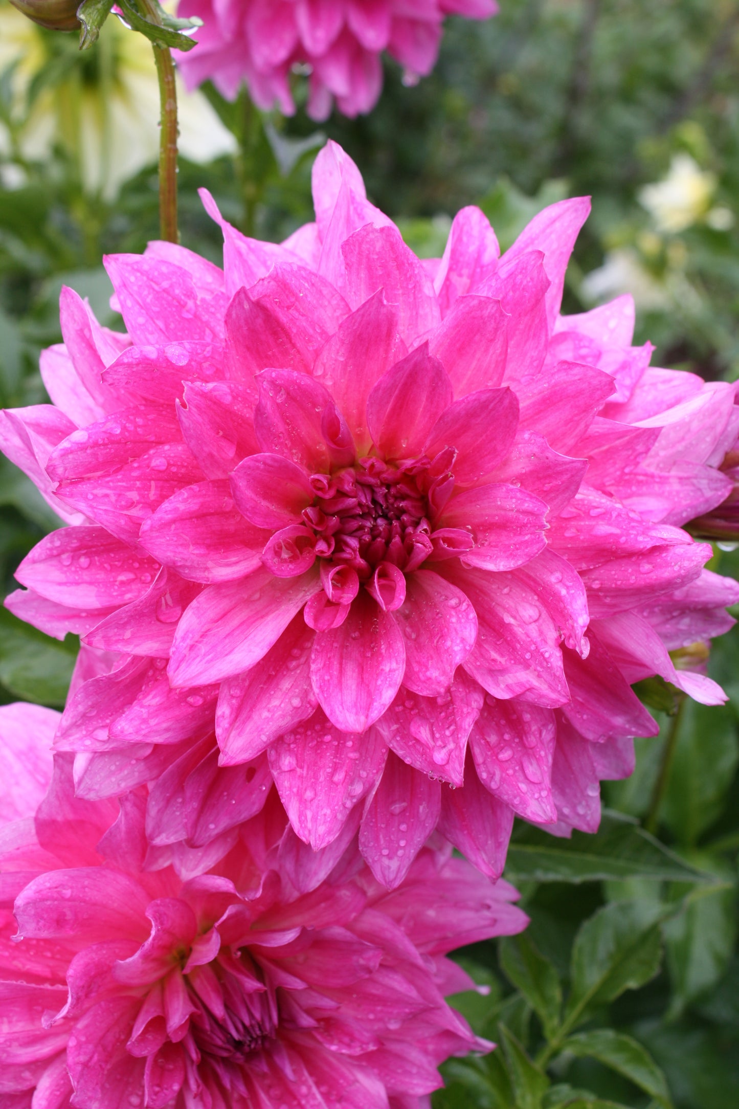 I'm a Hottie Dahlia Tuber
