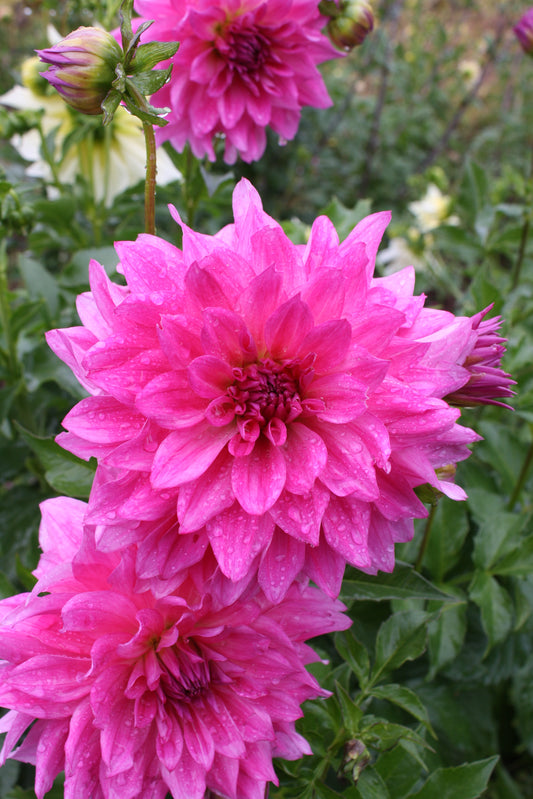 I'm a Hottie Dahlia Tuber