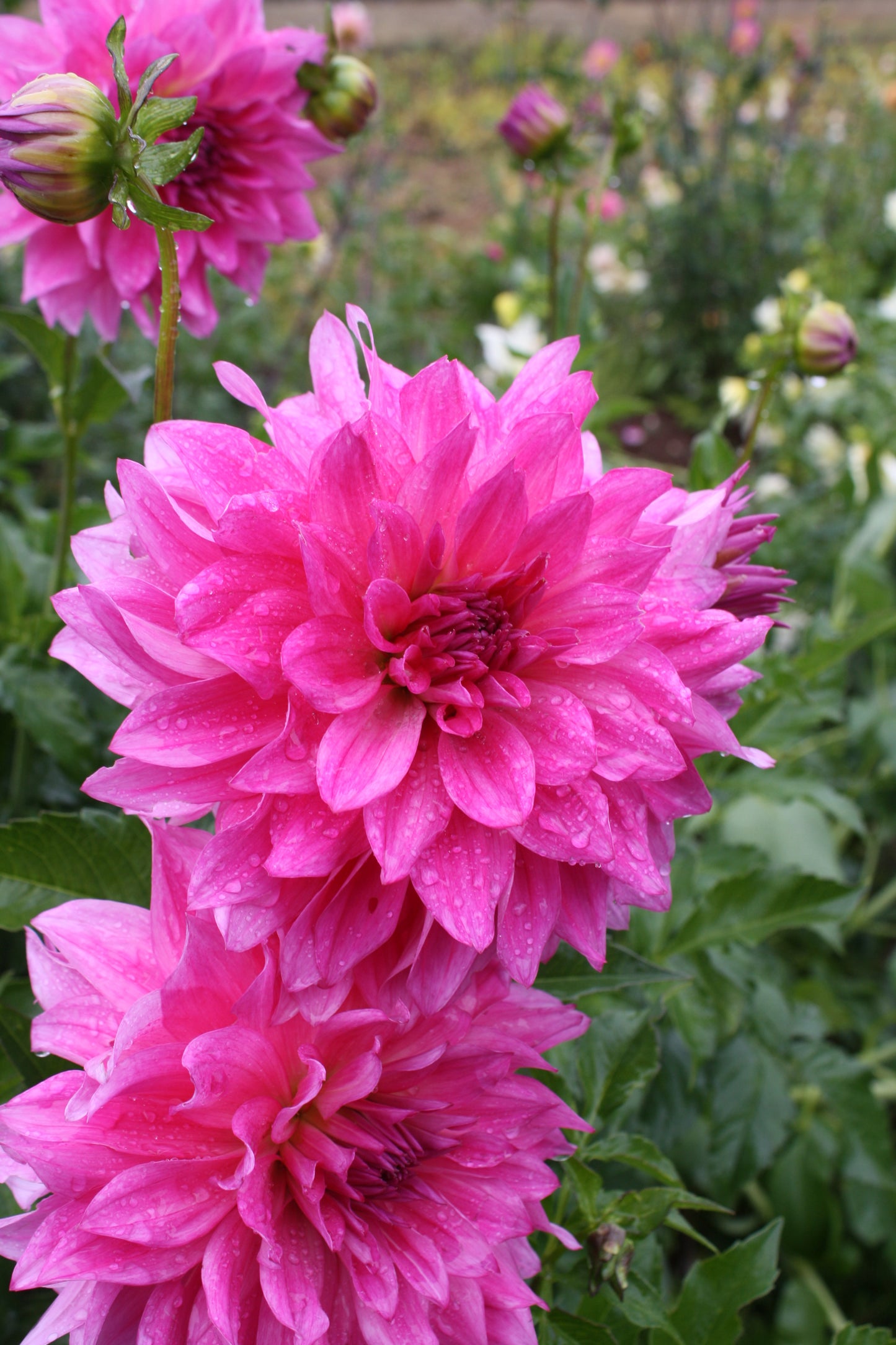 I'm a Hottie Dahlia Tuber