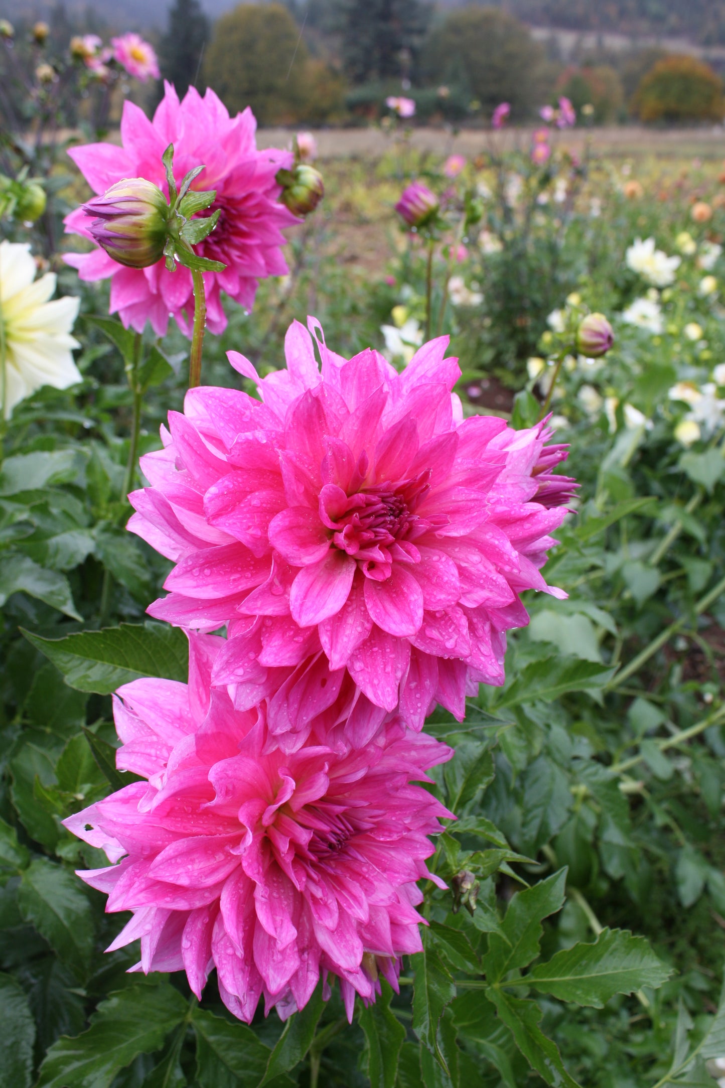 I'm a Hottie Dahlia Tuber