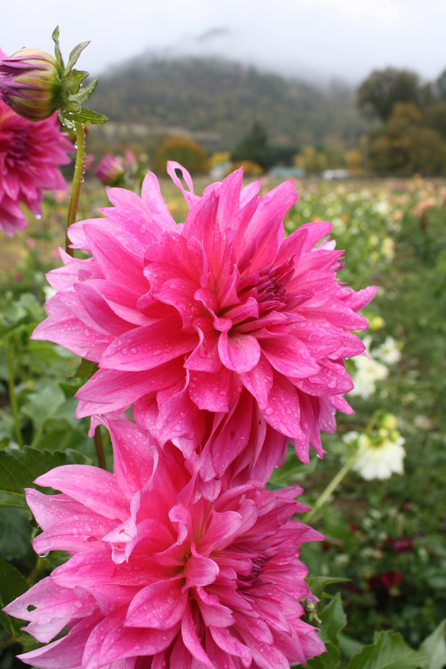 I'm a Hottie Dahlia Tuber