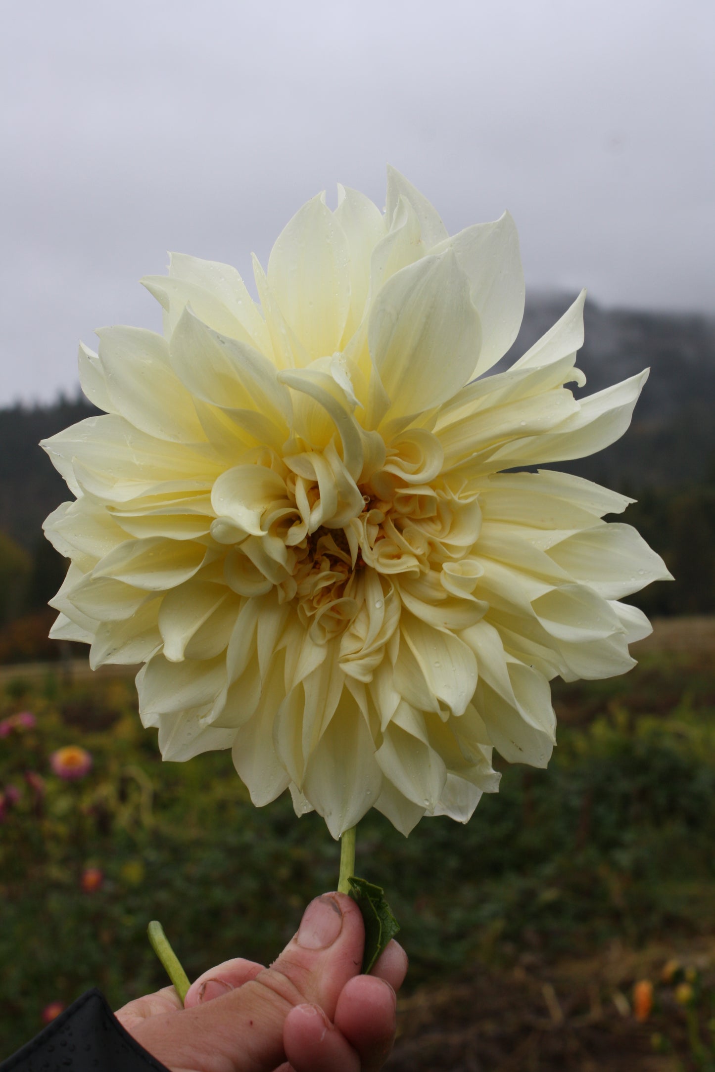 Cafe au Lait Supreme Dahlia Tuber