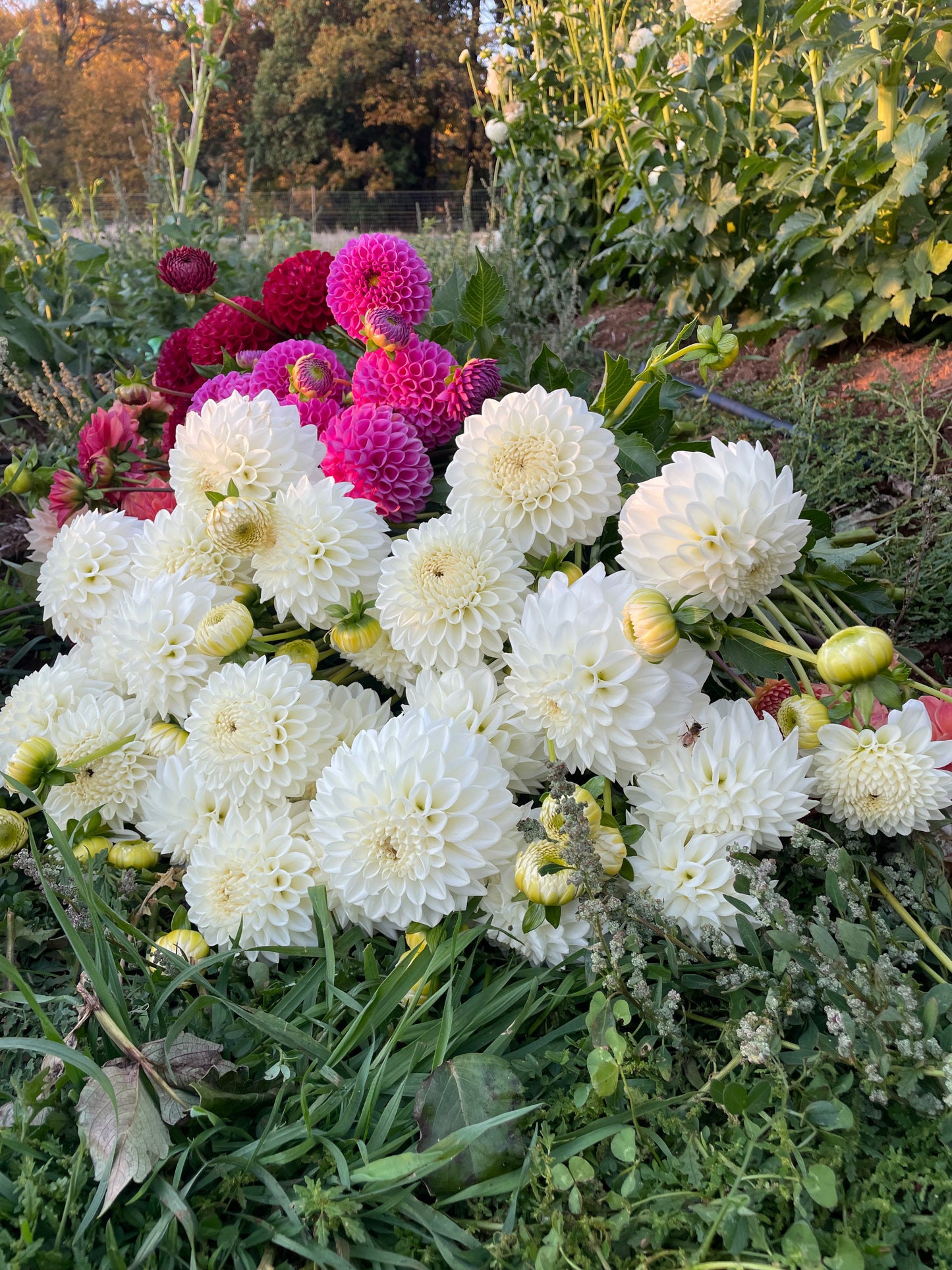 Blizzard Dahlia Tuber