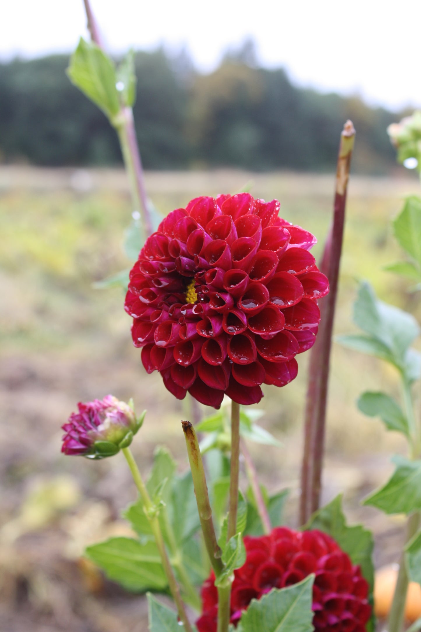 Ferncliff Concord Dahlia Tuber