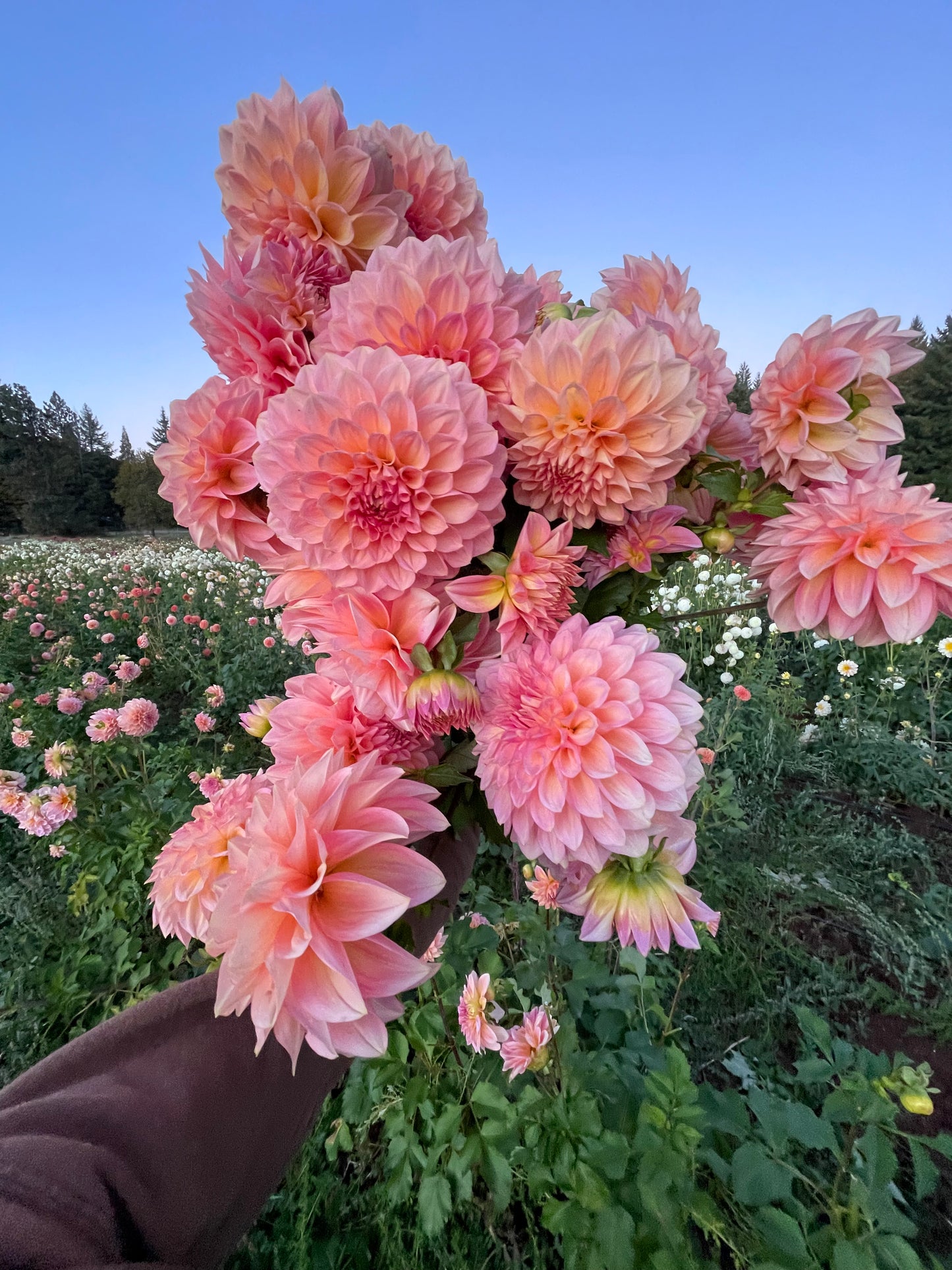 Scaur Swinton Dahlia Tuber
