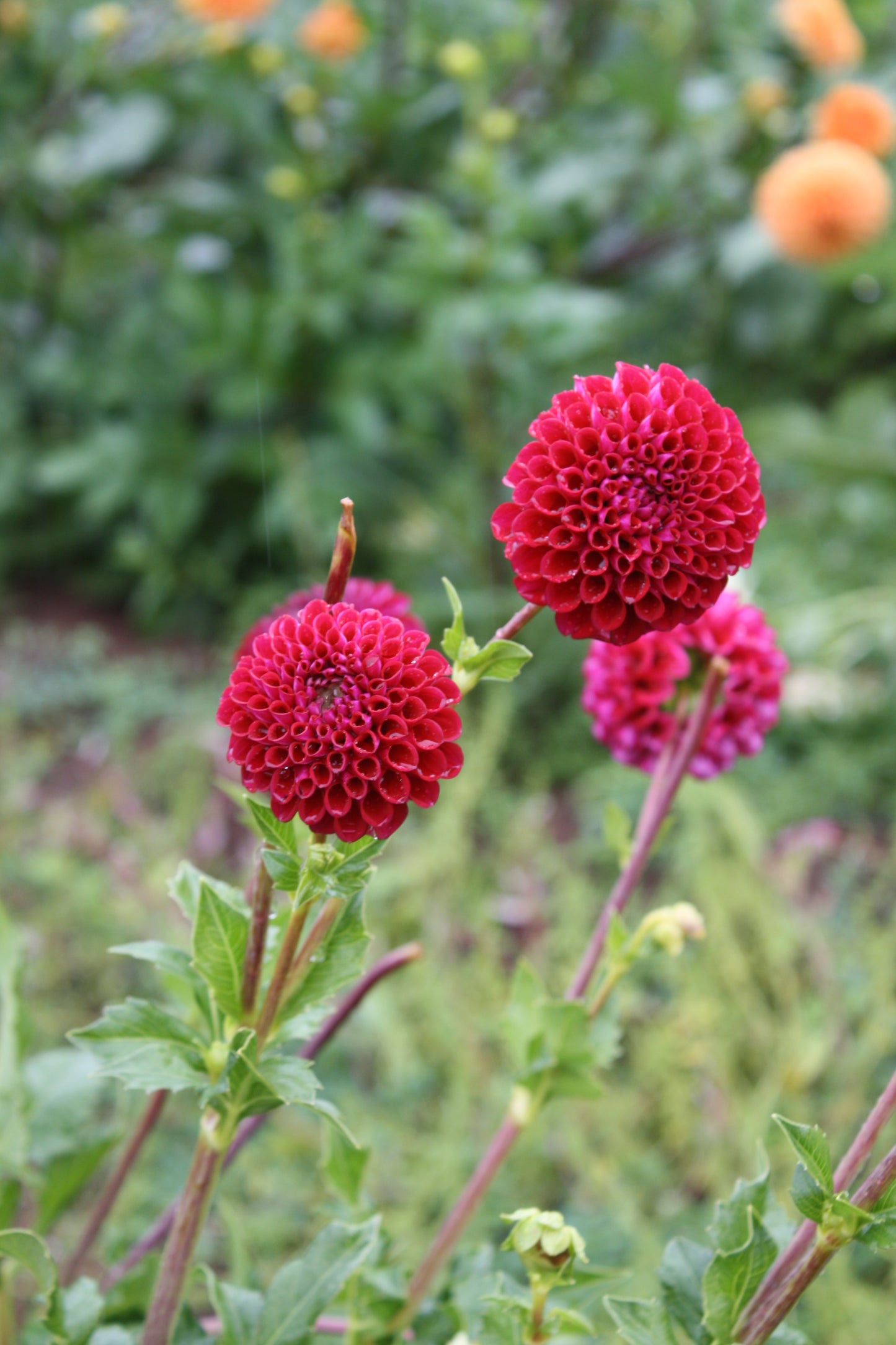 Ferncliff Concord Dahlia Tuber