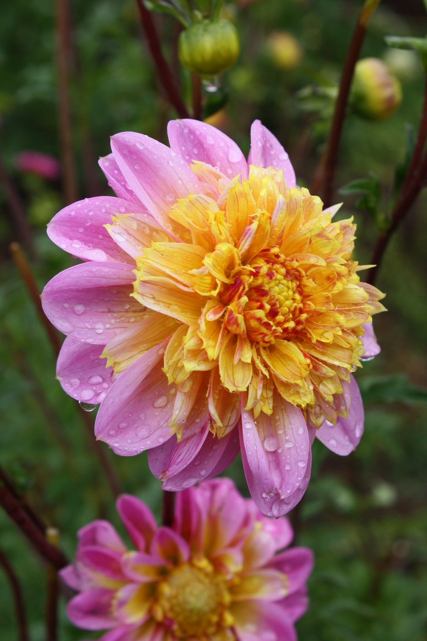 Lifestyle Dahlia Tuber