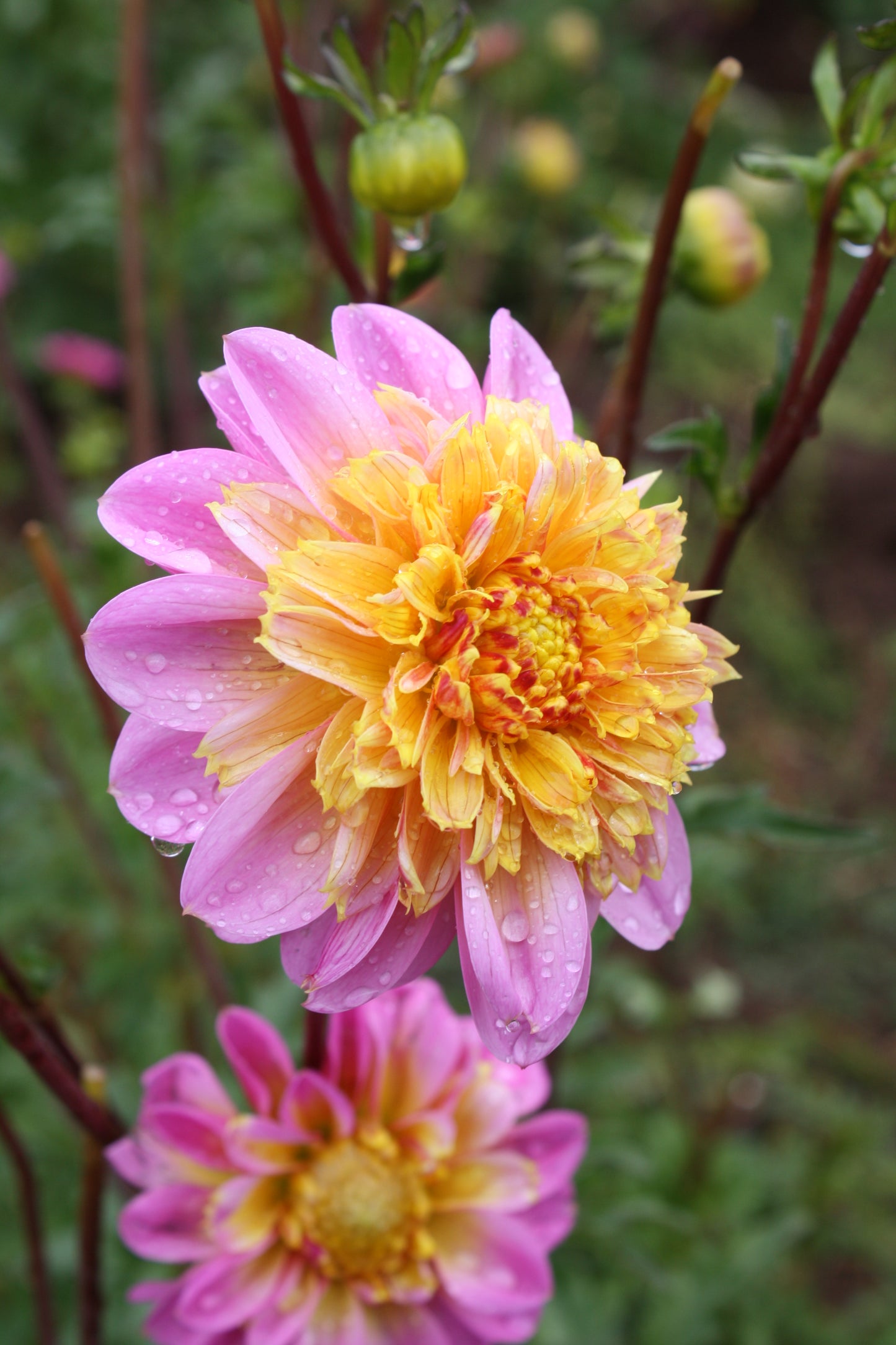Lifestyle Dahlia Tuber