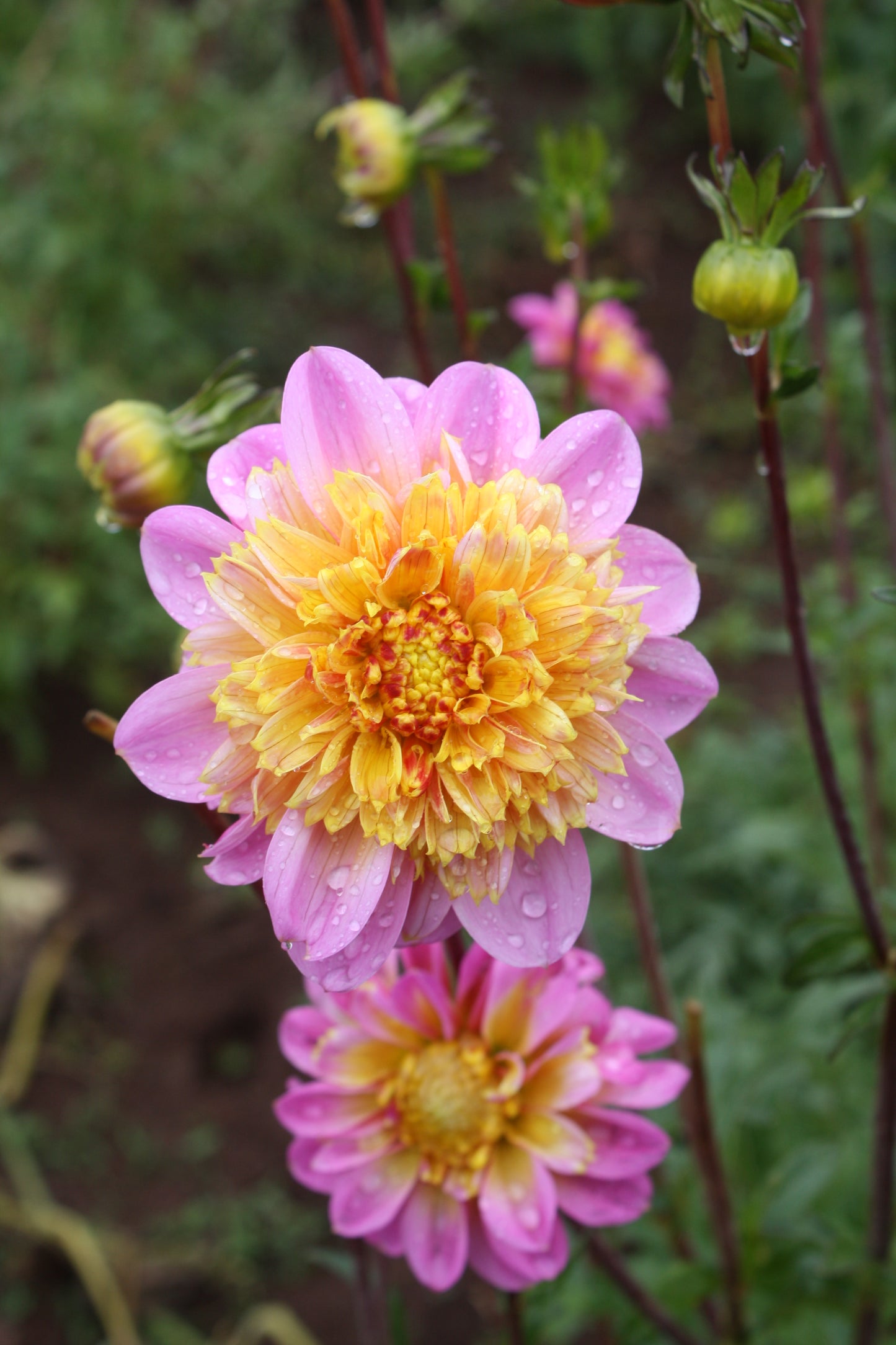 Lifestyle Dahlia Tuber