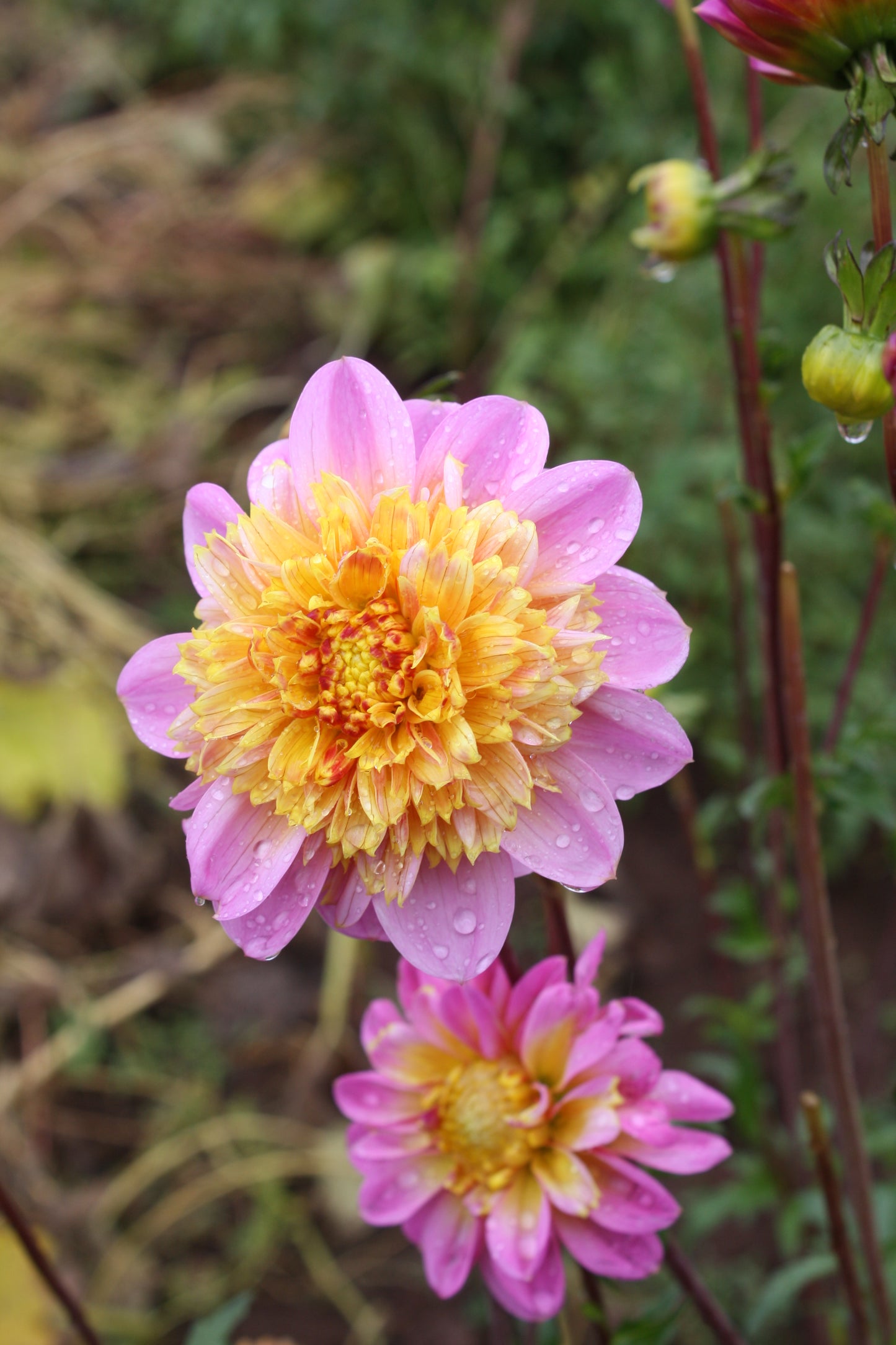 Lifestyle Dahlia Tuber