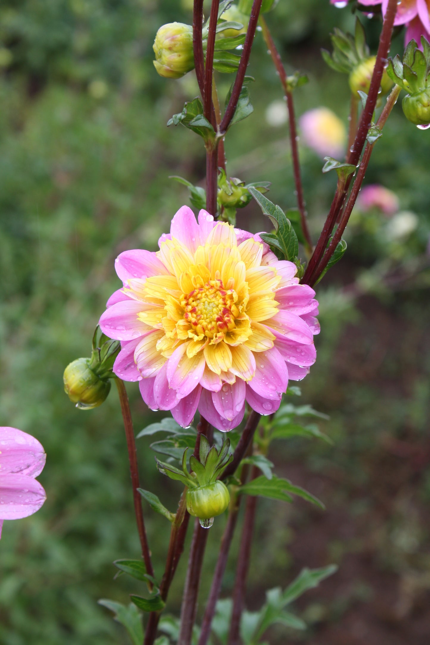 Lifestyle Dahlia Tuber