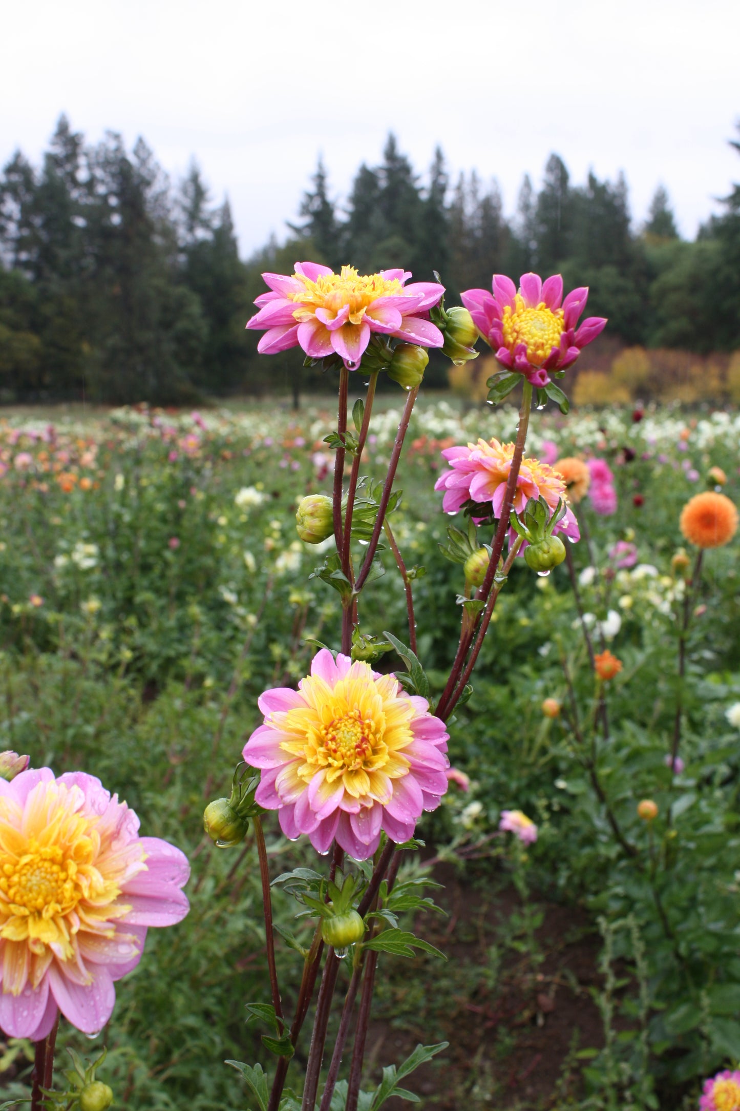 Lifestyle Dahlia Tuber