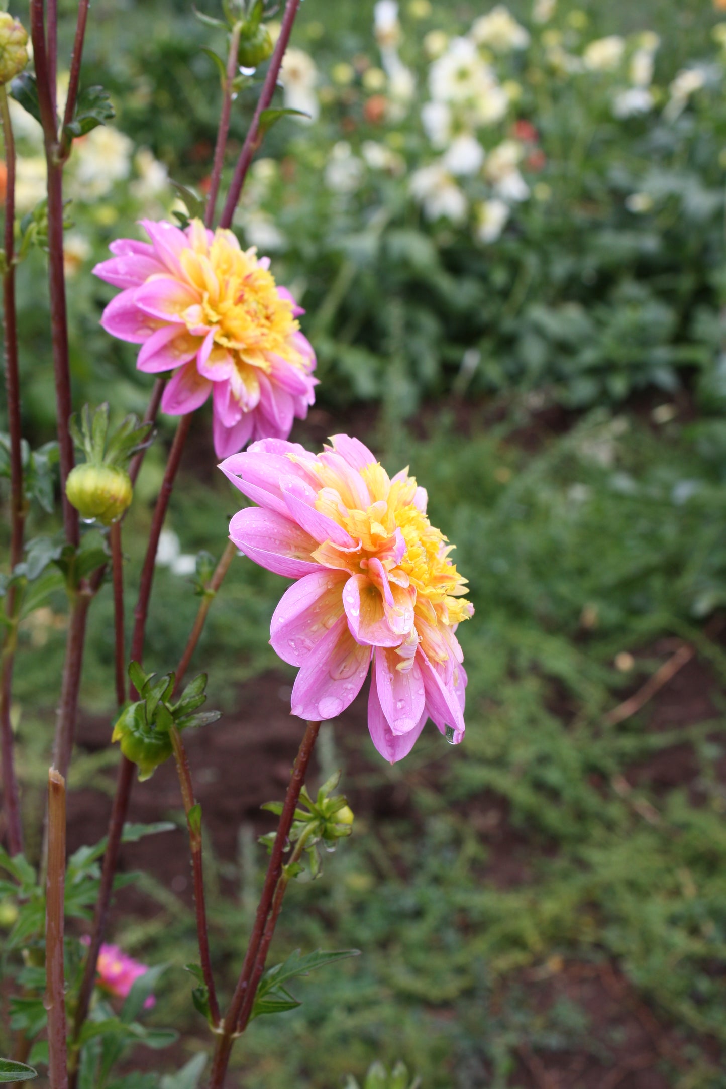 Lifestyle Dahlia Tuber