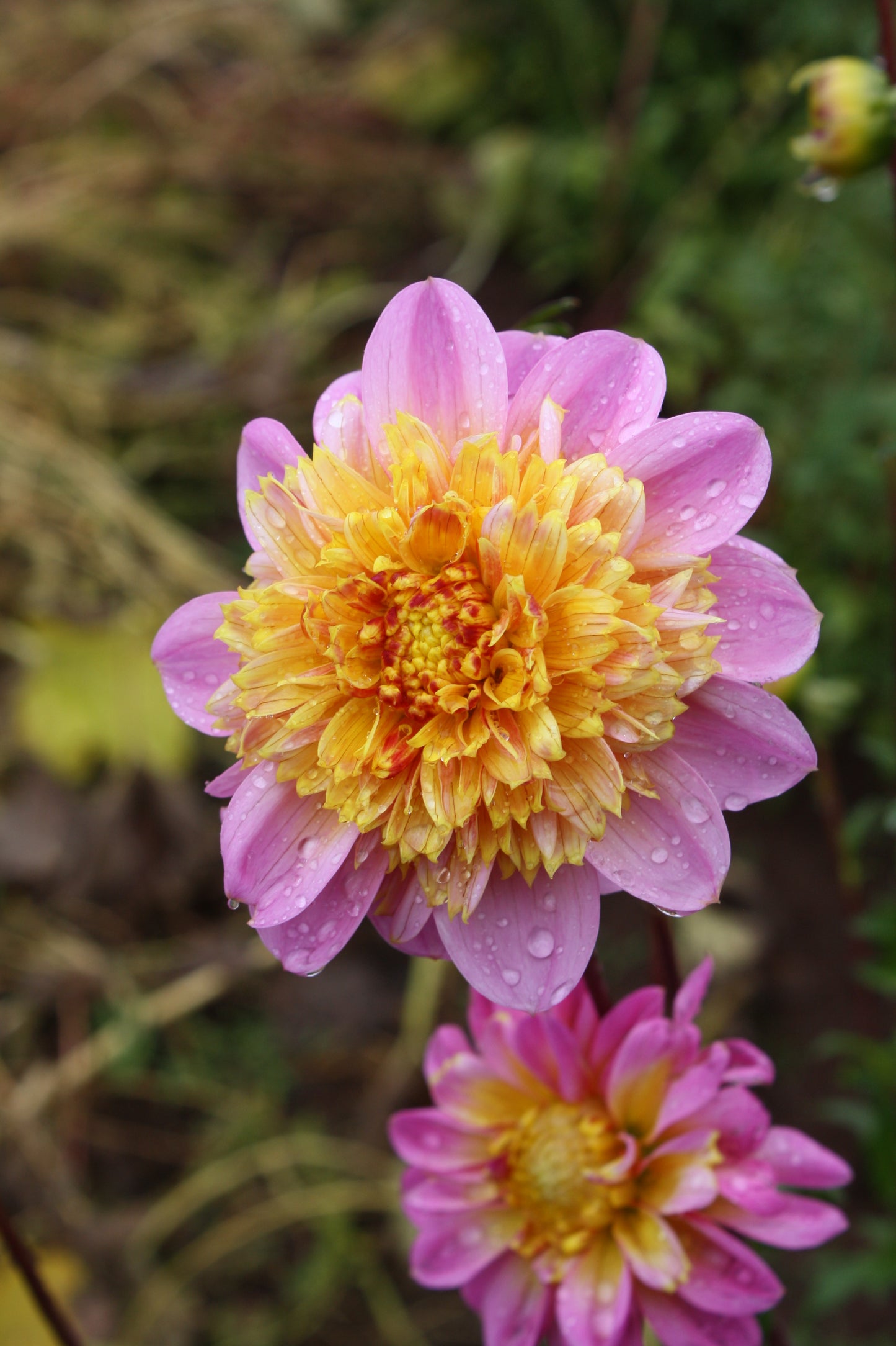 Lifestyle Dahlia Tuber