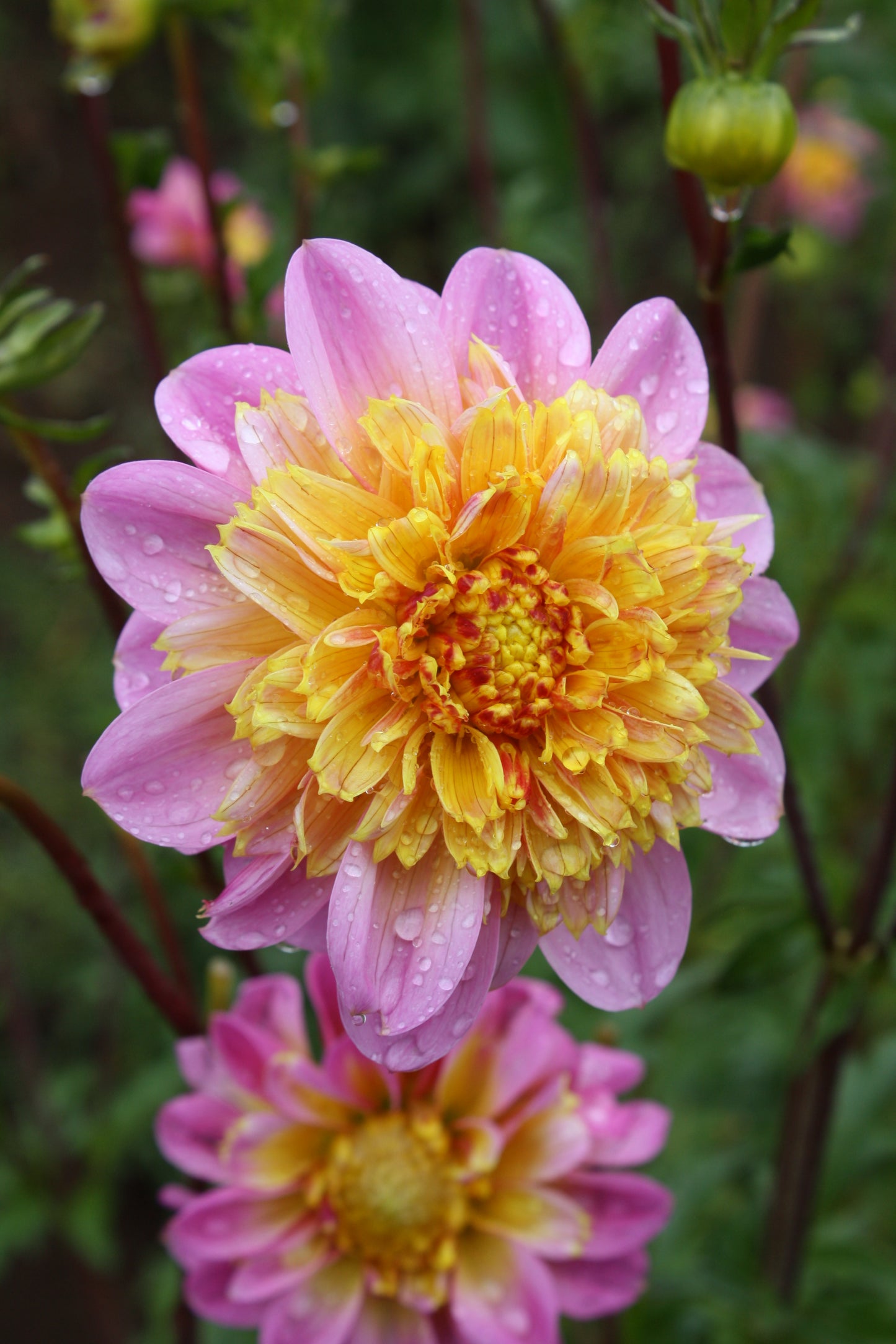 Lifestyle Dahlia Tuber