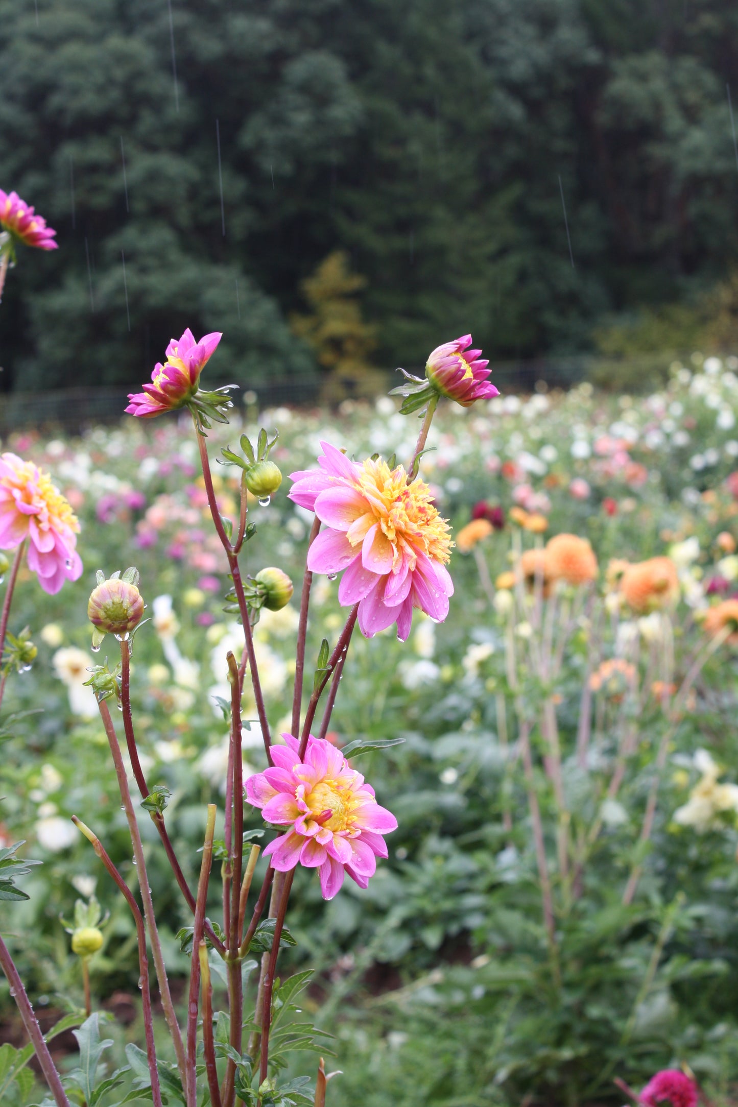 Lifestyle Dahlia Tuber