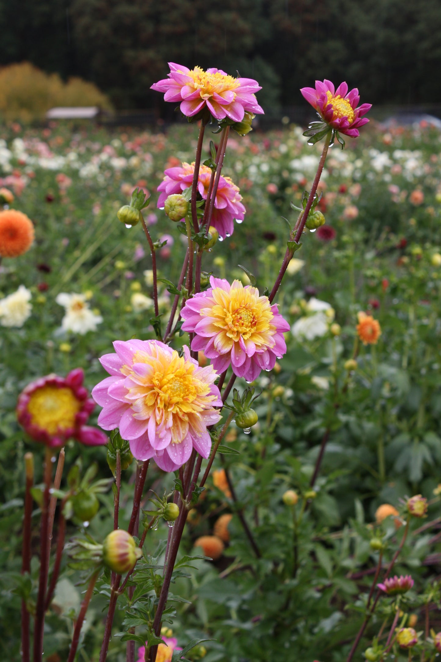 Lifestyle Dahlia Tuber