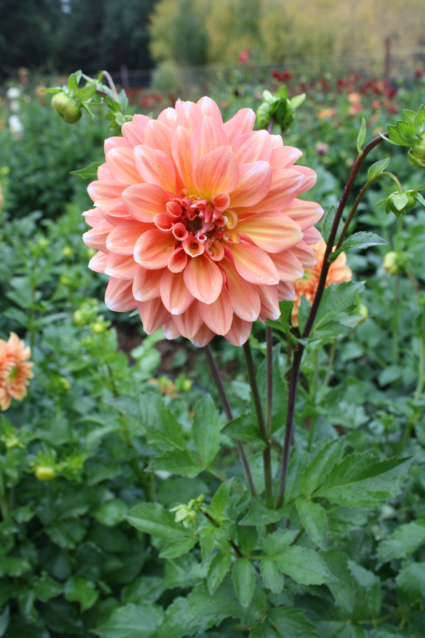 Connecticut Coral Dahlia Tuber