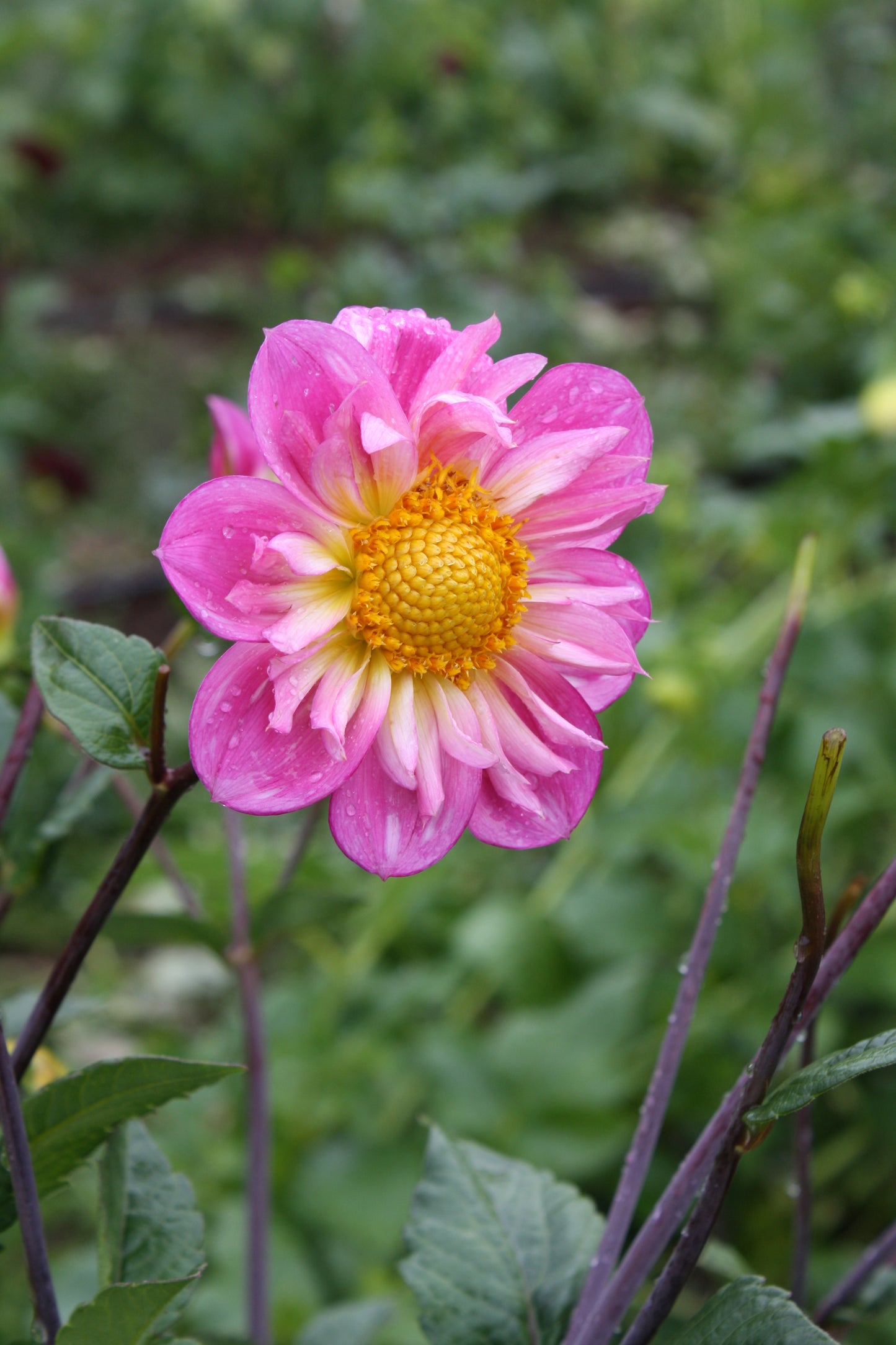 Bloomquist Arise Dahlia Tuber