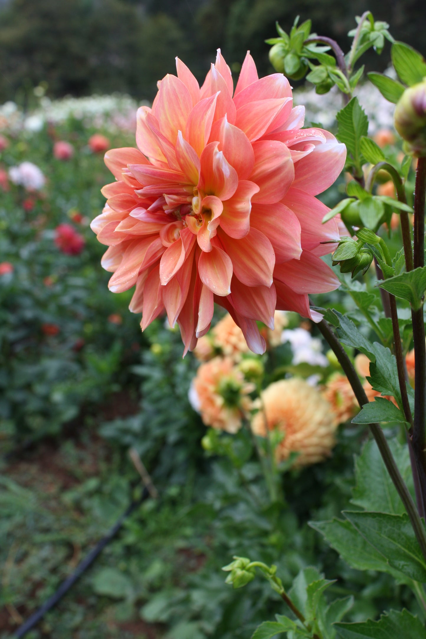Connecticut Coral Dahlia Tuber