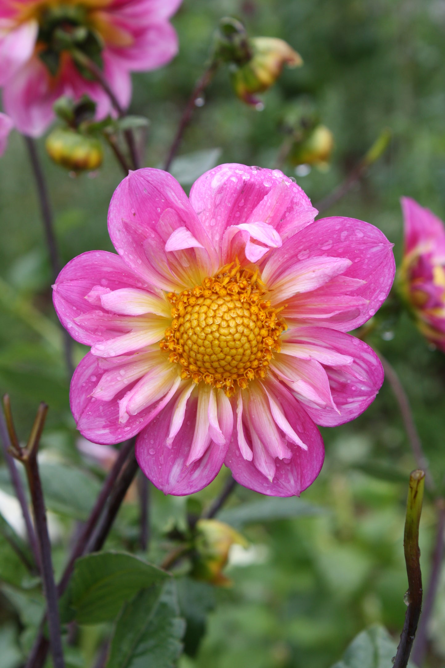 Bloomquist Arise Dahlia Tuber